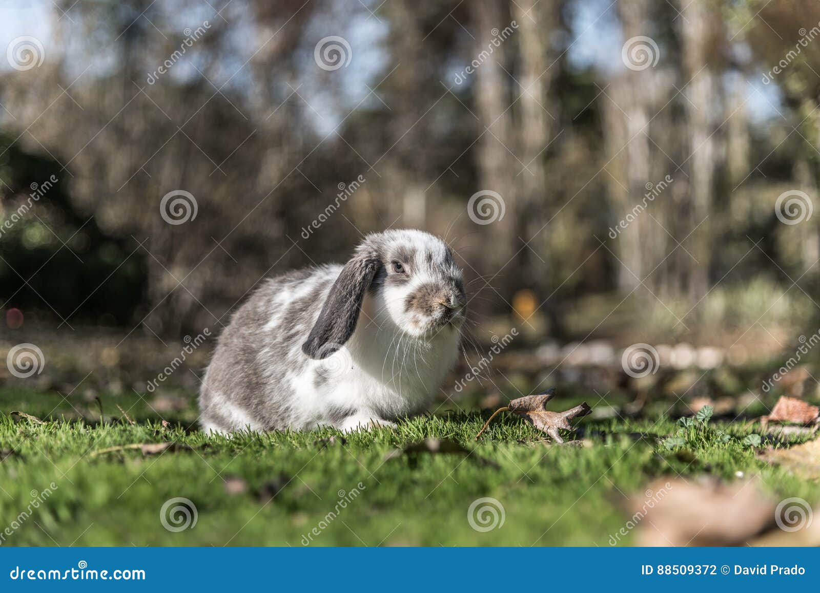 Charm Pendente Coniglietto In Argento 925 Con Dettagli Rosa E - Foto 5