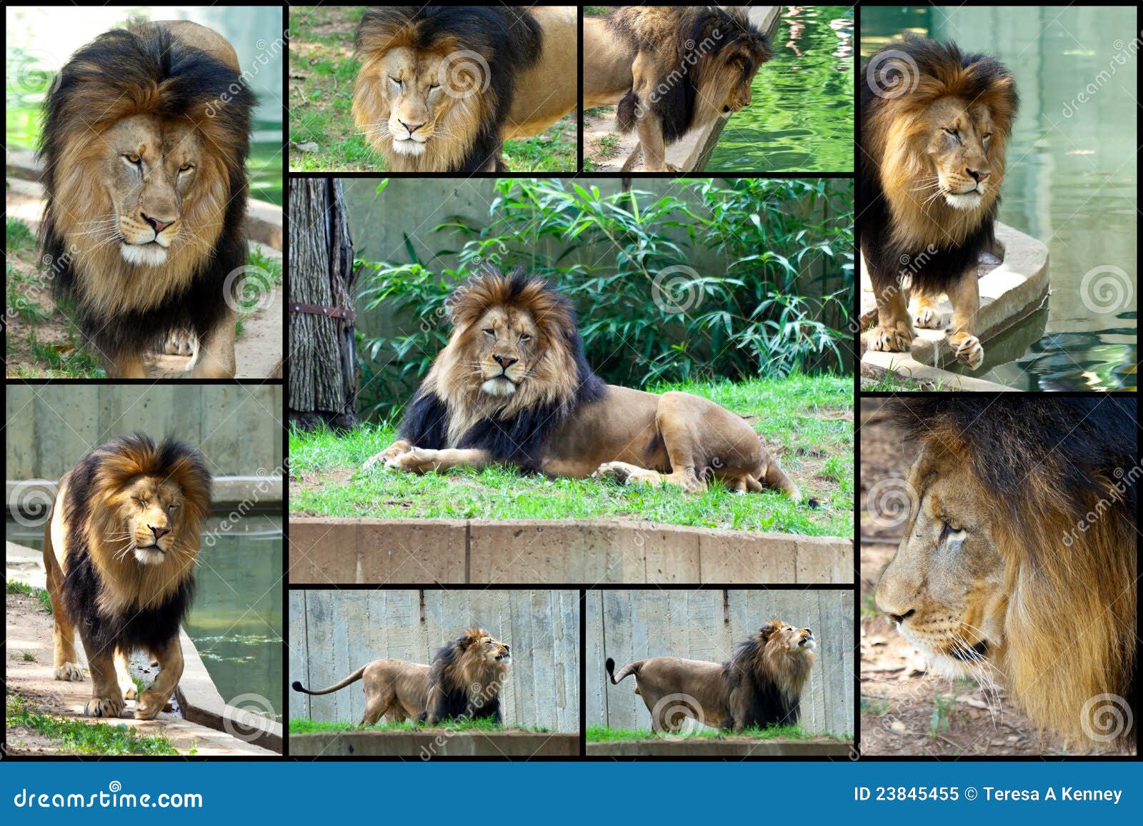 Top 33+ imagen collage de leones
