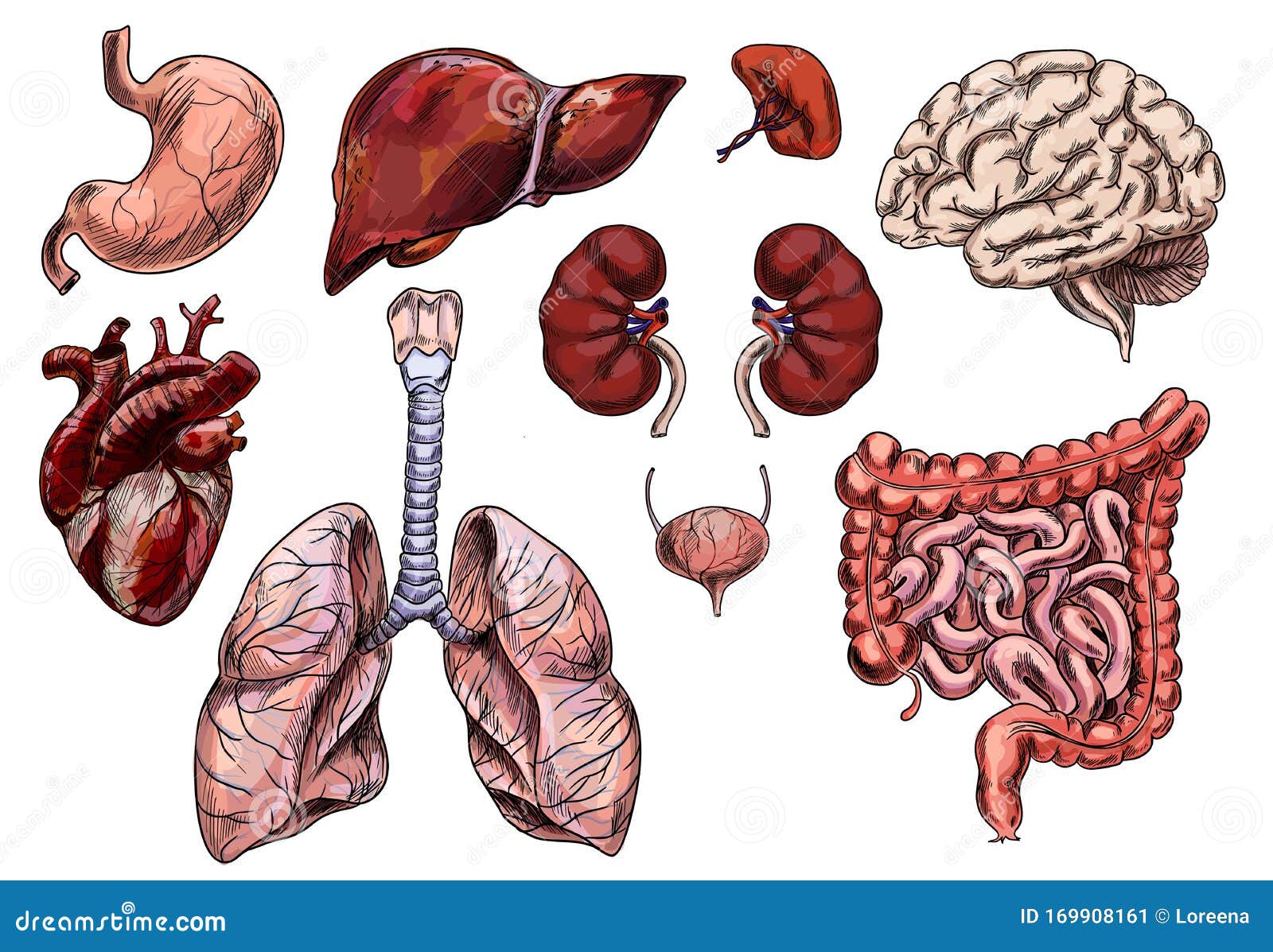 Conjunto De órganos Humanos, Dibujo a Mano Ilustración del Vector -  Ilustración de bosquejo, medicina: 169908161