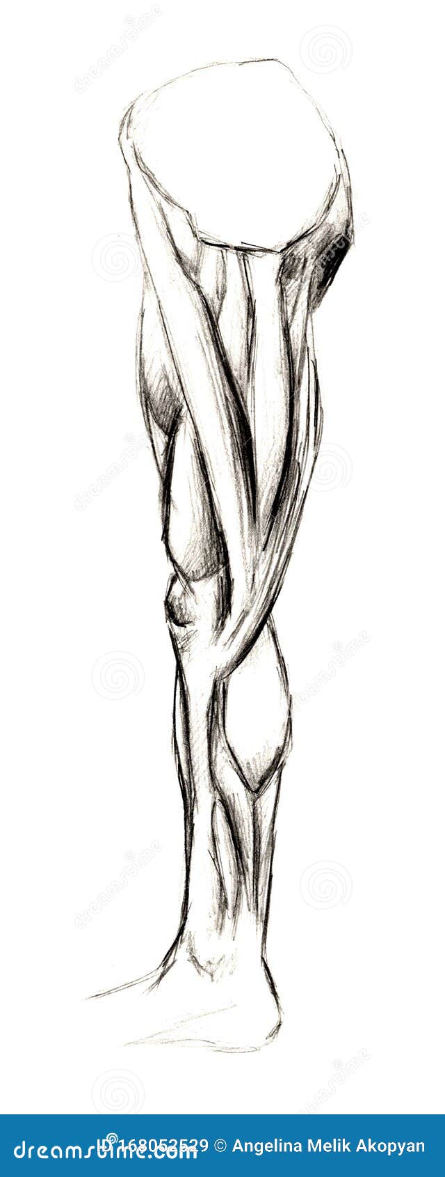 Conjunto De Anatomía De Huesos De La Pelota Humana Ilustración De Lápiz Dibujada a Mano Aislado En Blanco Cuerpo, Personas, Hombr Stock de ilustración - Ilustración de hueso, ciencia: 168052529 Conjunto De Anatomía De Huesos De La Pelota Humana Ilustración De Lápiz Dibujada a Mano Aislado En Blanco Cuerpo, Personas, Hombr Stock de ilustración - Ilustración de hueso, ciencia: 168052529