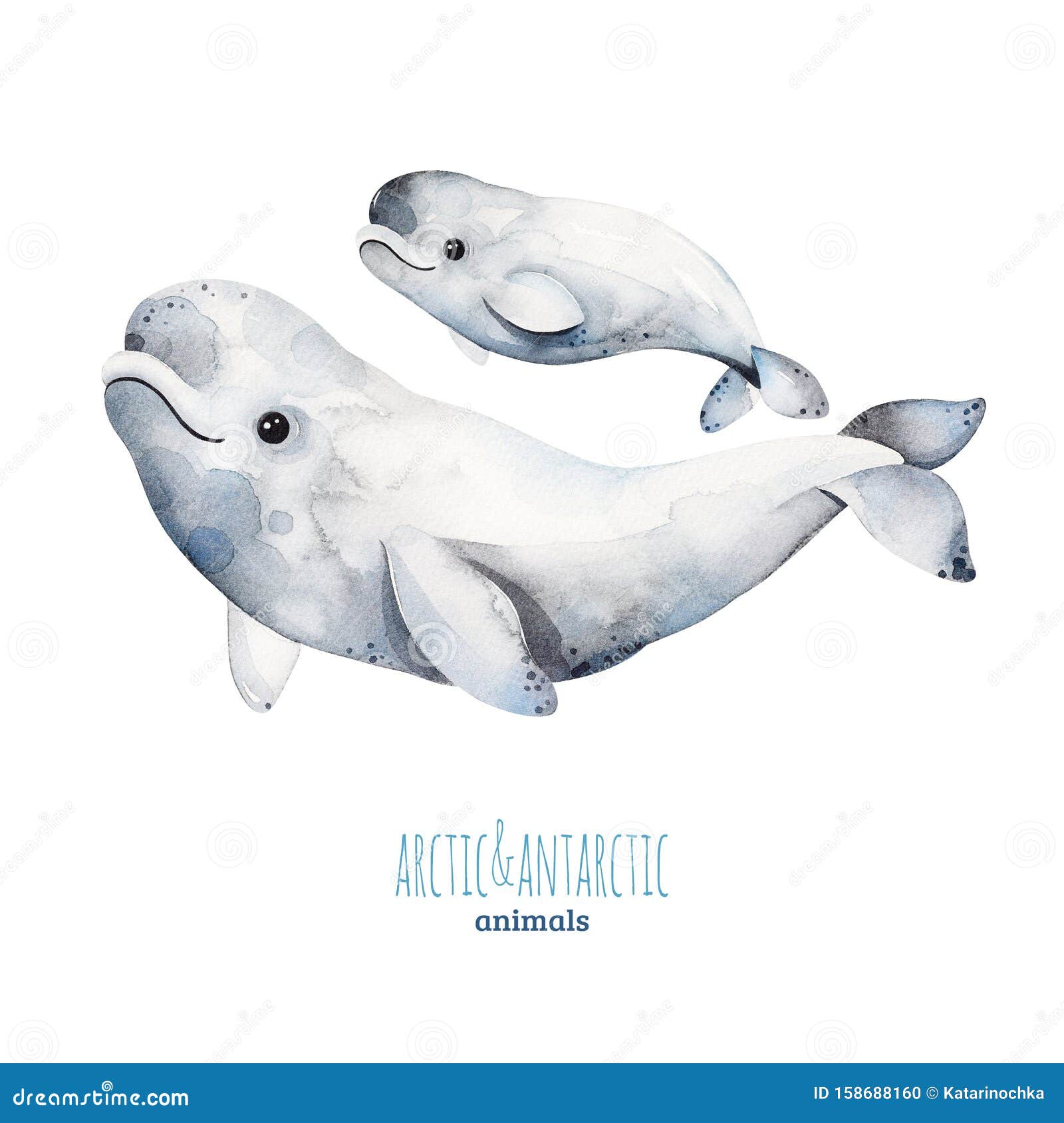 Conjunto De Aquarelas Com Baleias Bonitinhas E Bebes Beluga Ilustracao Stock Ilustracao De Golfinho Chuveiro