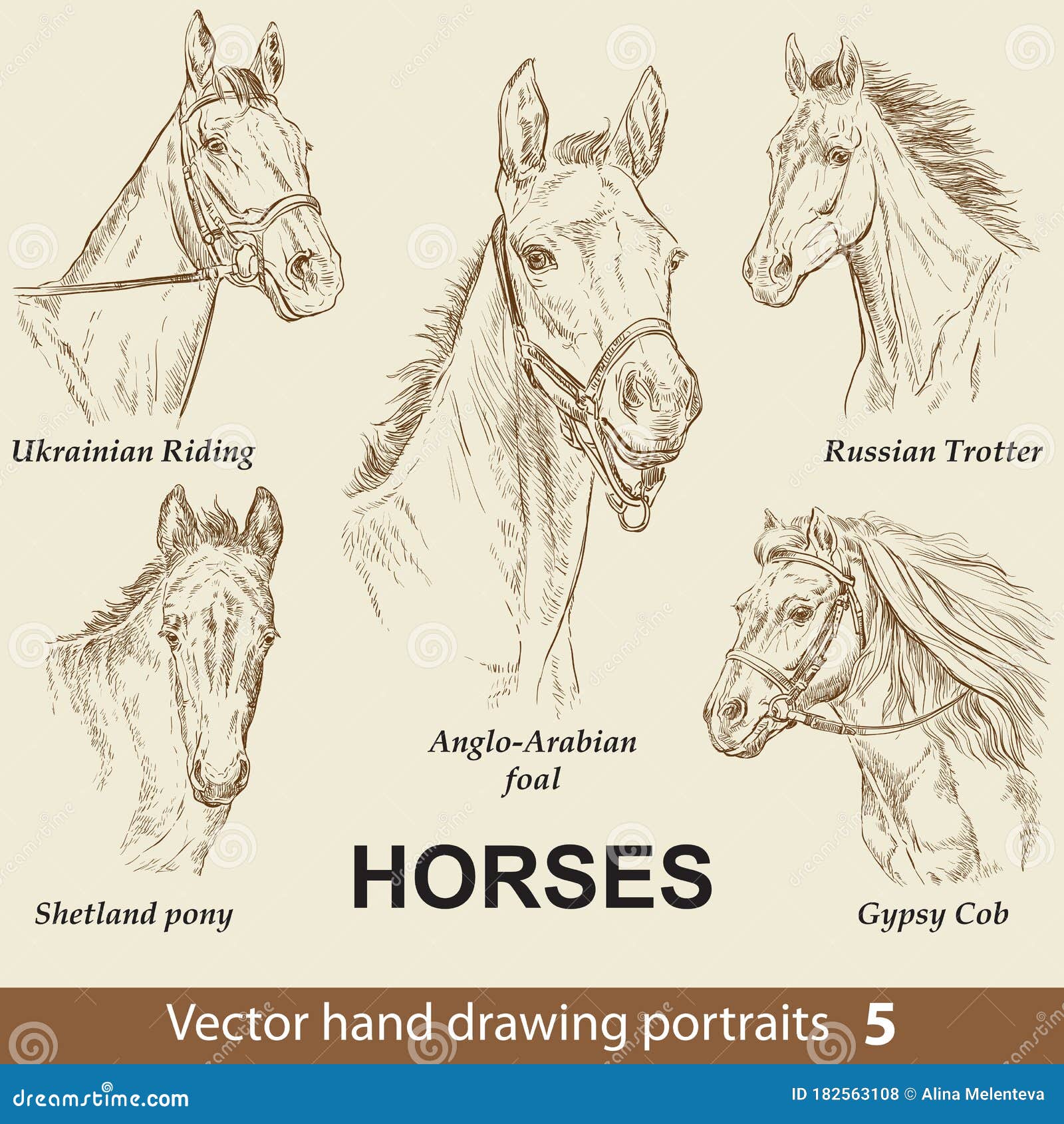 Conjunto De Caballos De Mano Para Dibujar 5 Ilustración del Vector -  Ilustración de ordenador, fondos: 182563108