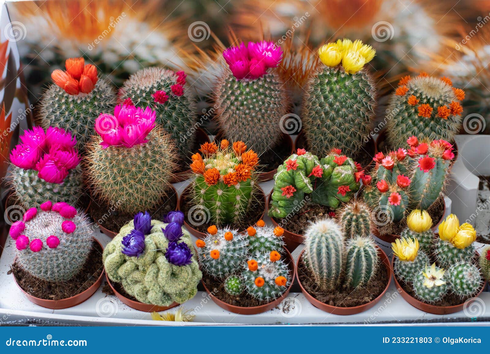 Conjunto De Cacto E Suculento Com Flores De Imortador Coladas. Diferentes  Tipos De Cactos Imagem de Stock - Imagem de horizontal, naughty: 233221803