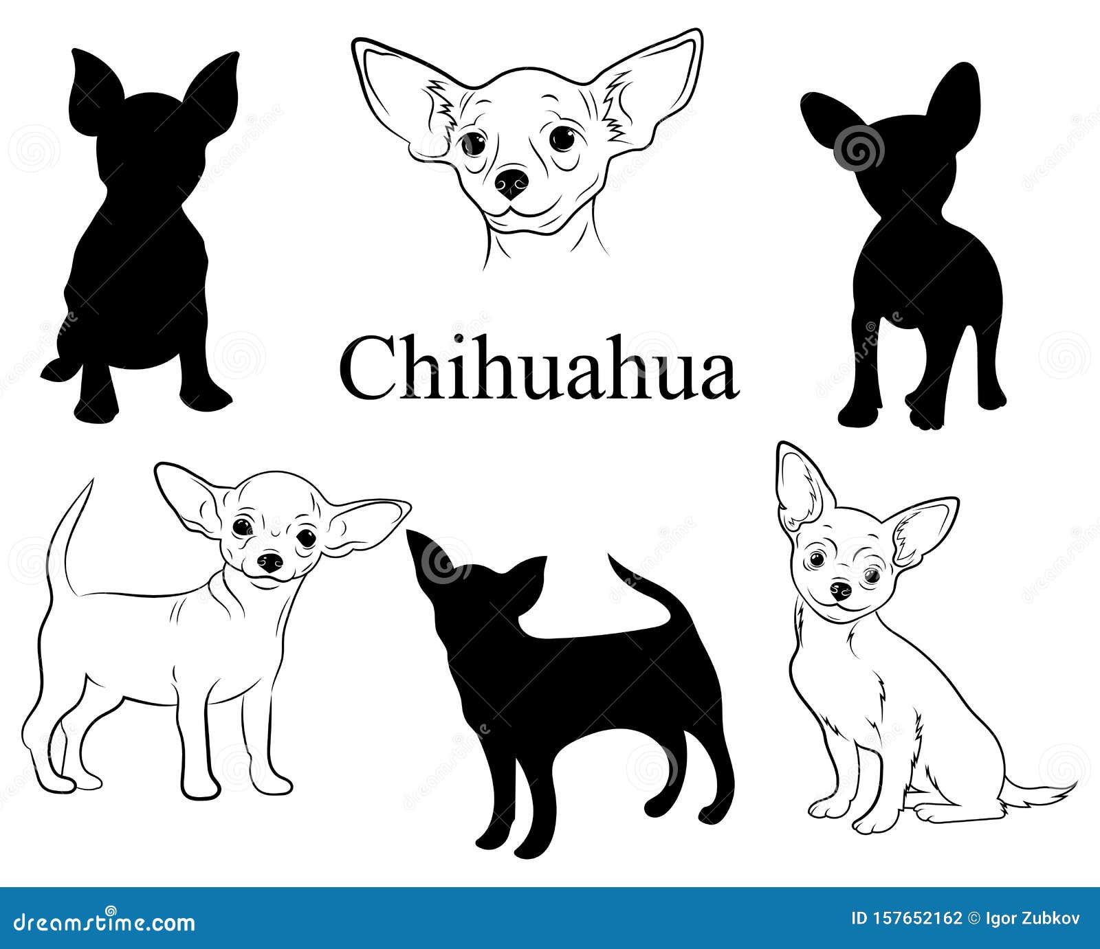 Conjunto De Chihuahua. ColecciÃ³n De Perros PedigrÃ. IlustraciÃ³n En Blanco  Y Negro De Un Perro Chihuahua. Dibujo Vectorial De Un Ilustración del  Vector - Ilustración de pista, perro: 157652162