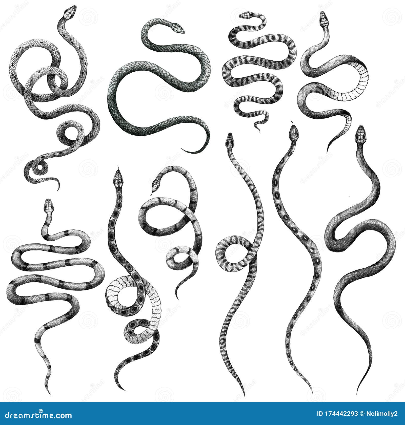 Conjunto De Diferentes Serpientes Lápiz Dibujo Vintage Estilo Gráfico  Blanco Y Negro Víbora Stock de ilustración - Ilustración de mano, serpientes:  174442293