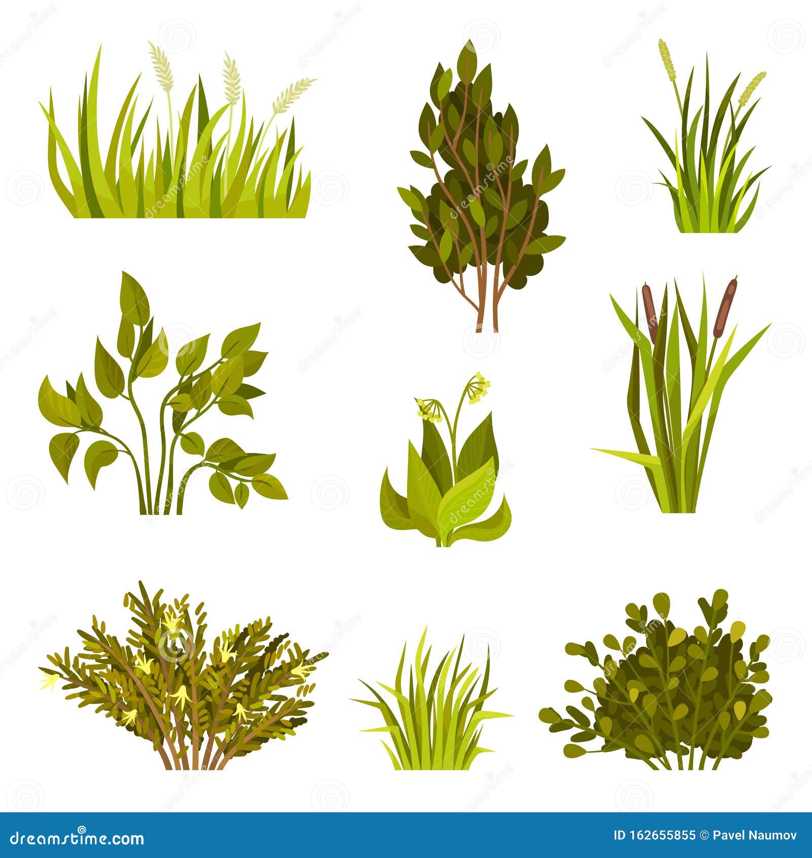 De Distintos Tipos De Arbustos Ilustración Del Vector En Un Fondo Ilustración del Vector - de ambiente, elemento: