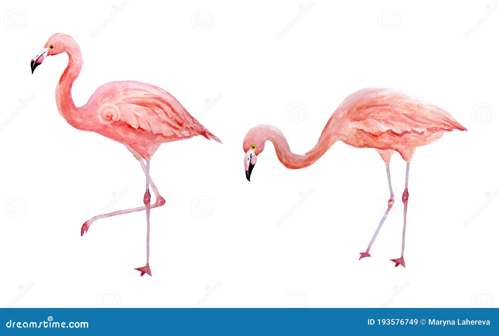 Medicina Médula Mandíbula de la muerte Conjunto De Dos Flamingos Rosados. Flamencos De Rosa De Ave Exótica  Tropical Aislados En Fondo Blanco. Mano De Acuarela Stock de ilustración -  Ilustración de colorido, aloja: 193576749