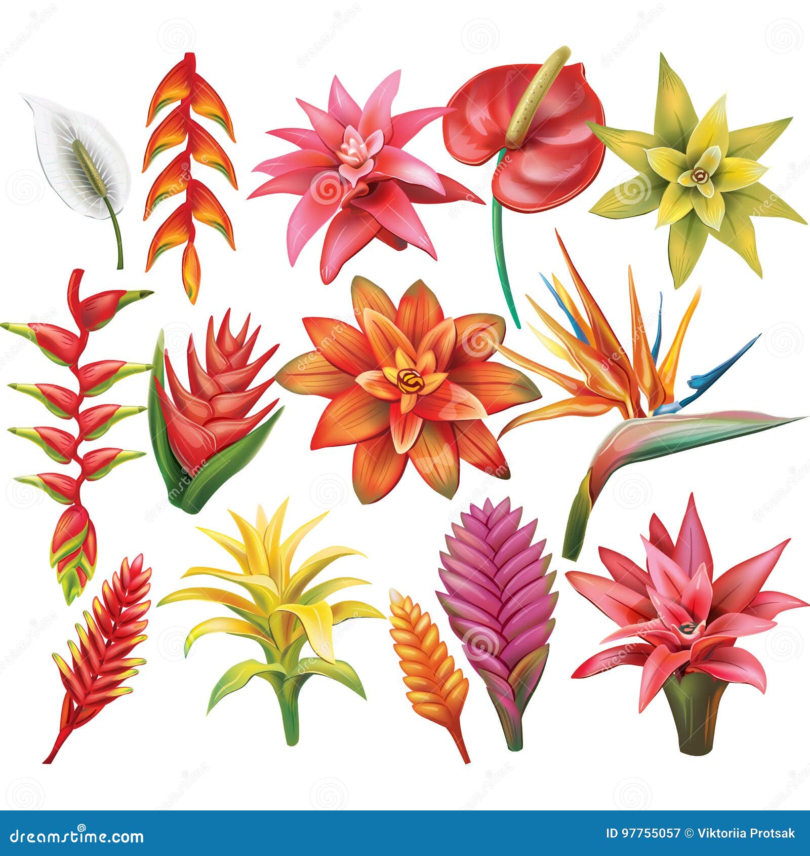 Conjunto De Flores Tropicales Ilustración del Vector - Ilustración de conjunto, flora: 97755057 Conjunto De Flores Tropicales Ilustración del Vector - Ilustración de conjunto, flora: 97755057