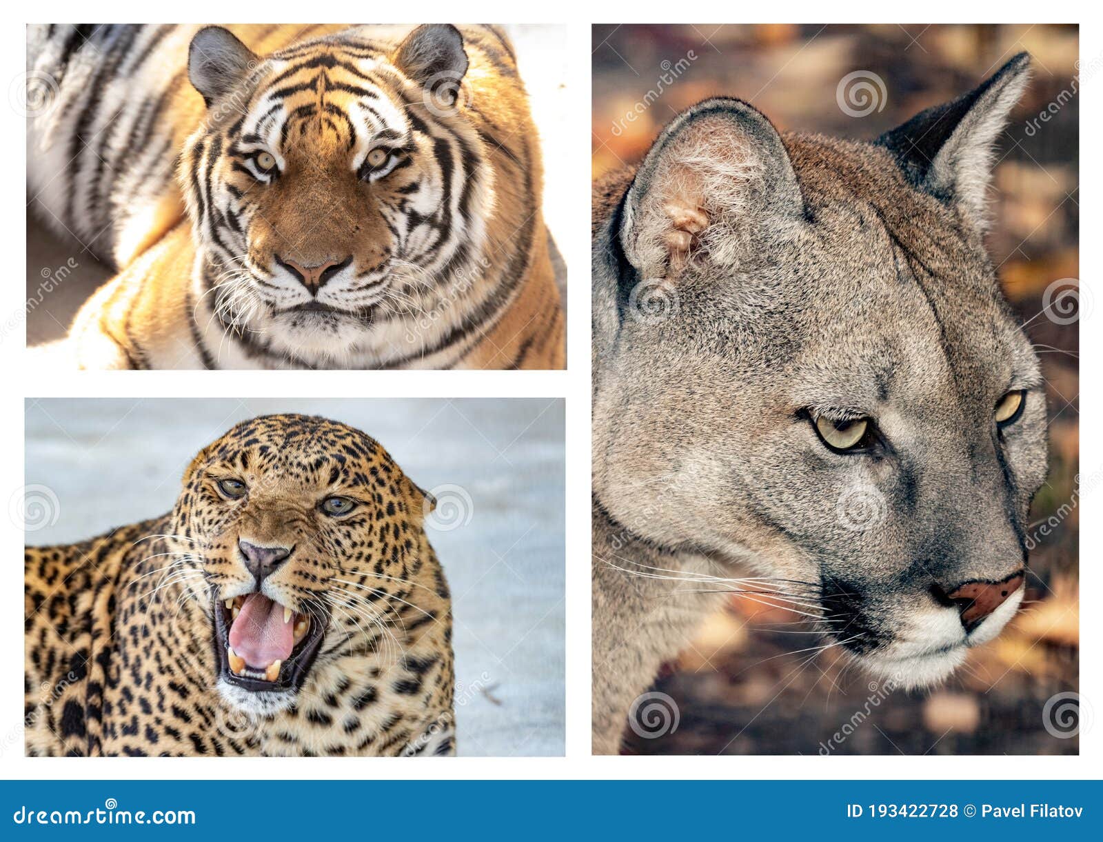 Conjunto Fotos De Hermosos Grandes Felinos. Tigre Leopardo De Puma. Panthera Puma Concolor Panthera Pardus. Foto de archivo editorial - Imagen grande, felino: 193422728