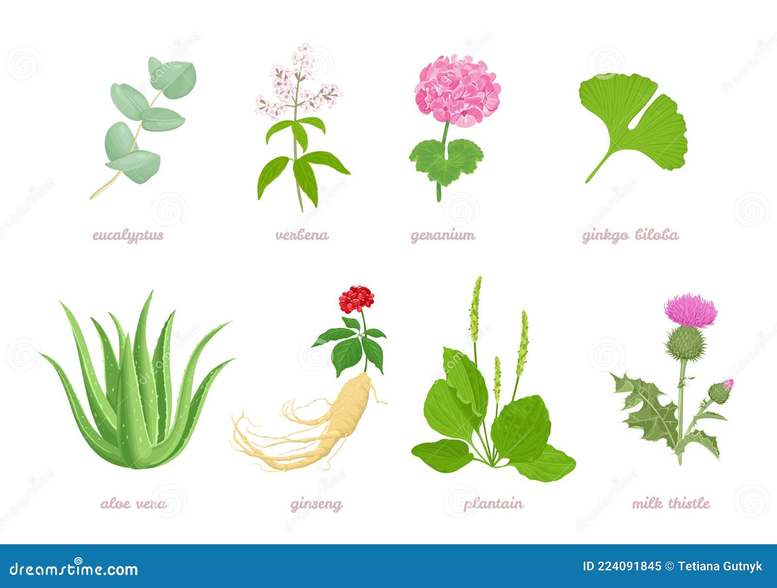 Conjunto De Hierbas Medicinales De Dibujos Animados Plantas Y Flores.  Ilustración del Vector - Ilustración de cubo, travieso: 224091845