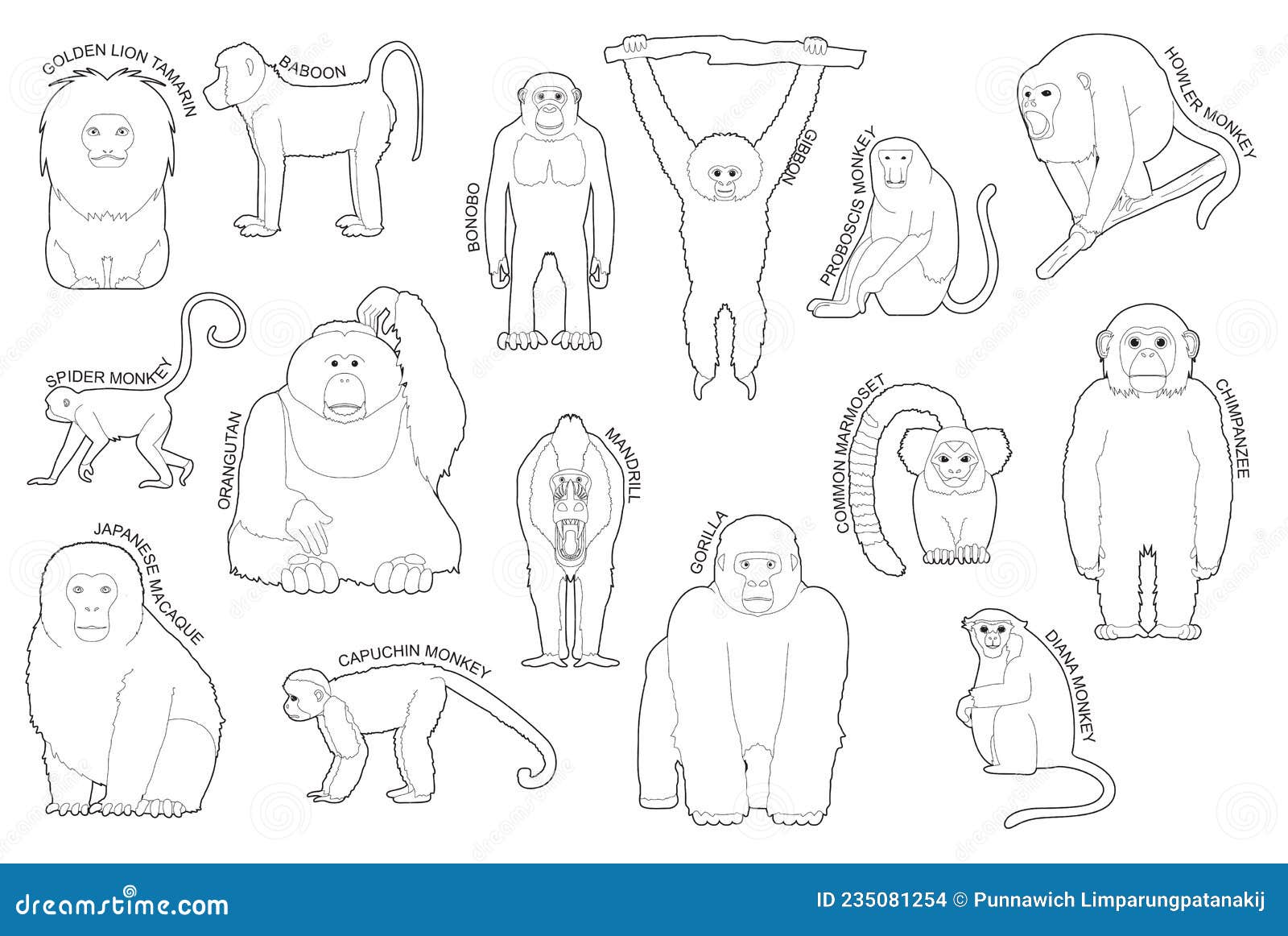 Conjunto De Monos Primate De Varios Tipos Identificar El Vector De Dibujos Animados Negro Y Blanco Ilustración del Vector - Ilustración de formato, historieta: 235081254