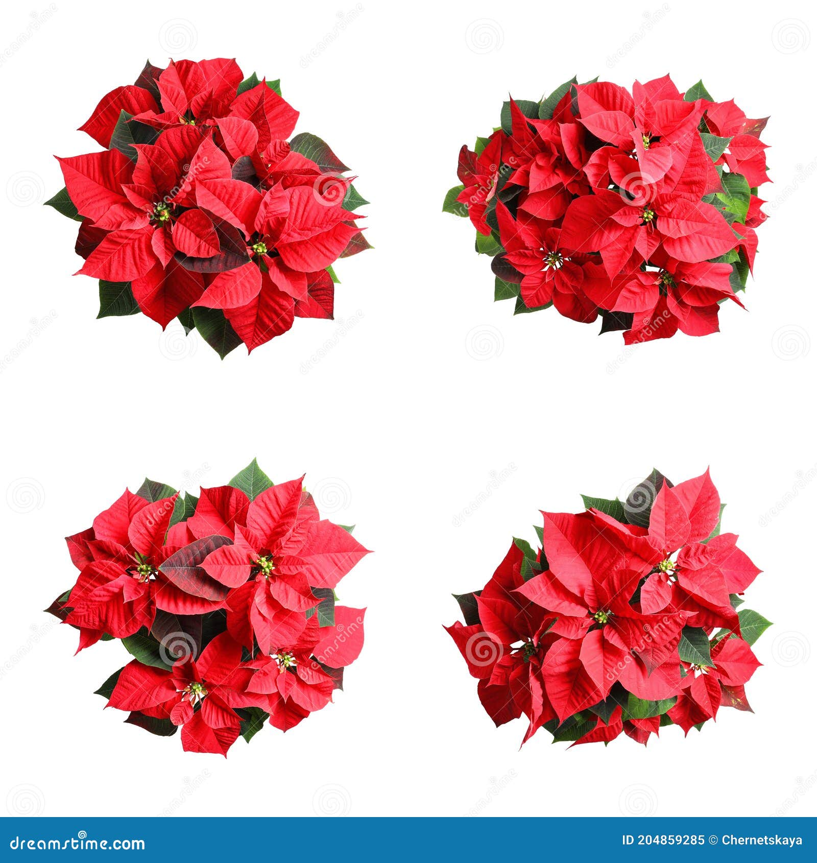 Conjunto De Nochebuena Sobre Fondo Blanco. Vista Superior. Flor Tradicional  De Navidad Imagen de archivo - Imagen de floral, feliz: 204859285