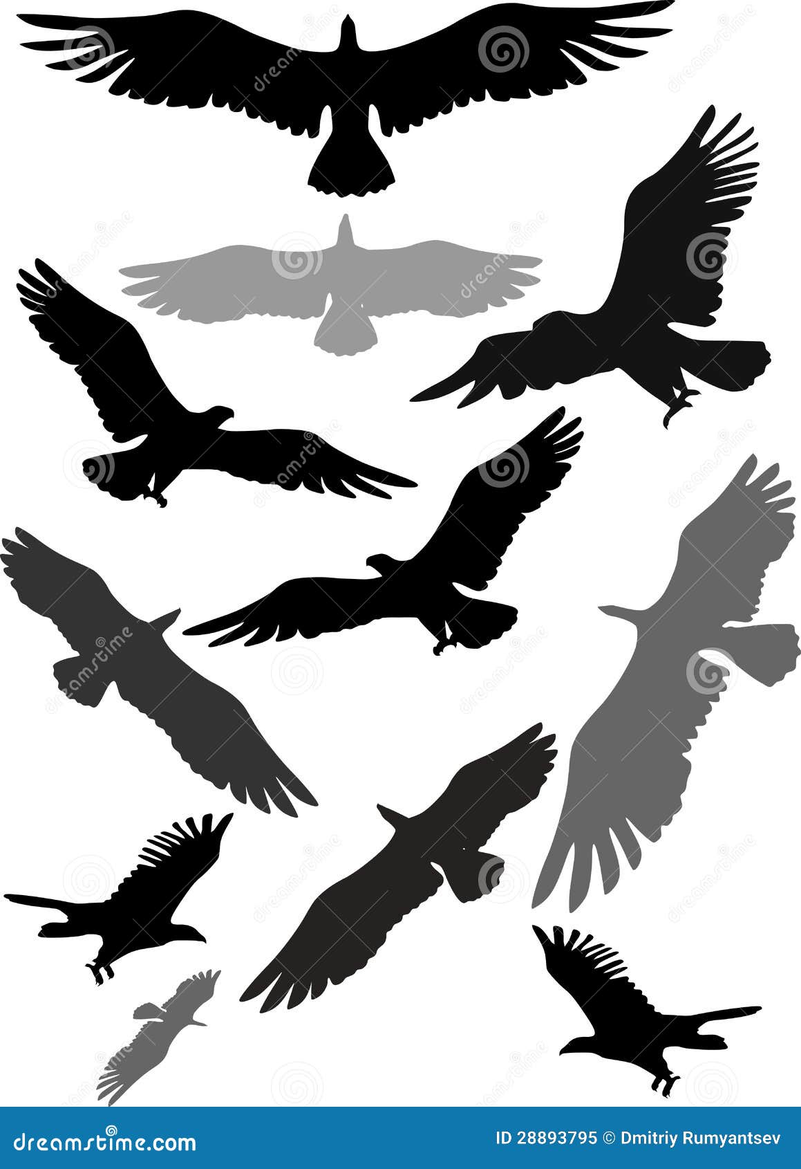 Conjunto De Siluetas De Las águilas Del Vuelo Ilustración del Vector -  Ilustración de elegancia, caza: 28893795