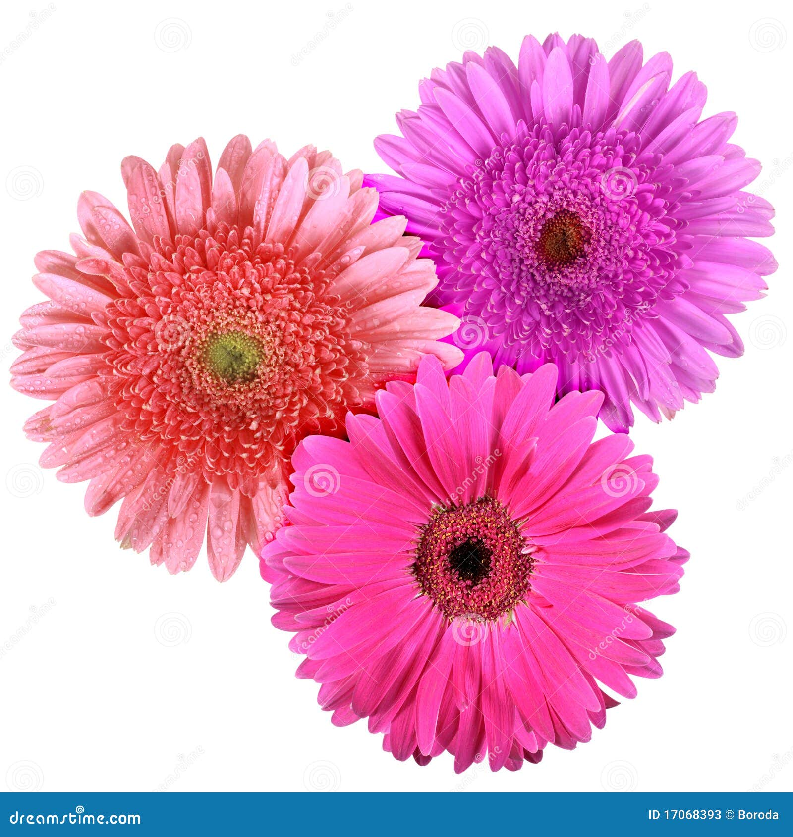 Conjunto De Tres Flores Aisladas En El Fondo Blanco Imagen de archivo - Imagen de floral, aislado: 17068393 Conjunto De Tres Flores Aisladas En El Fondo Blanco Imagen de archivo - Imagen de floral, aislado: 17068393