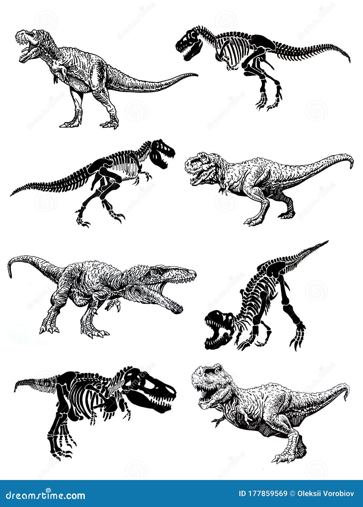 Ilustração Vetorial Com Isolação De Tiranossauro Rex. Dinossauro