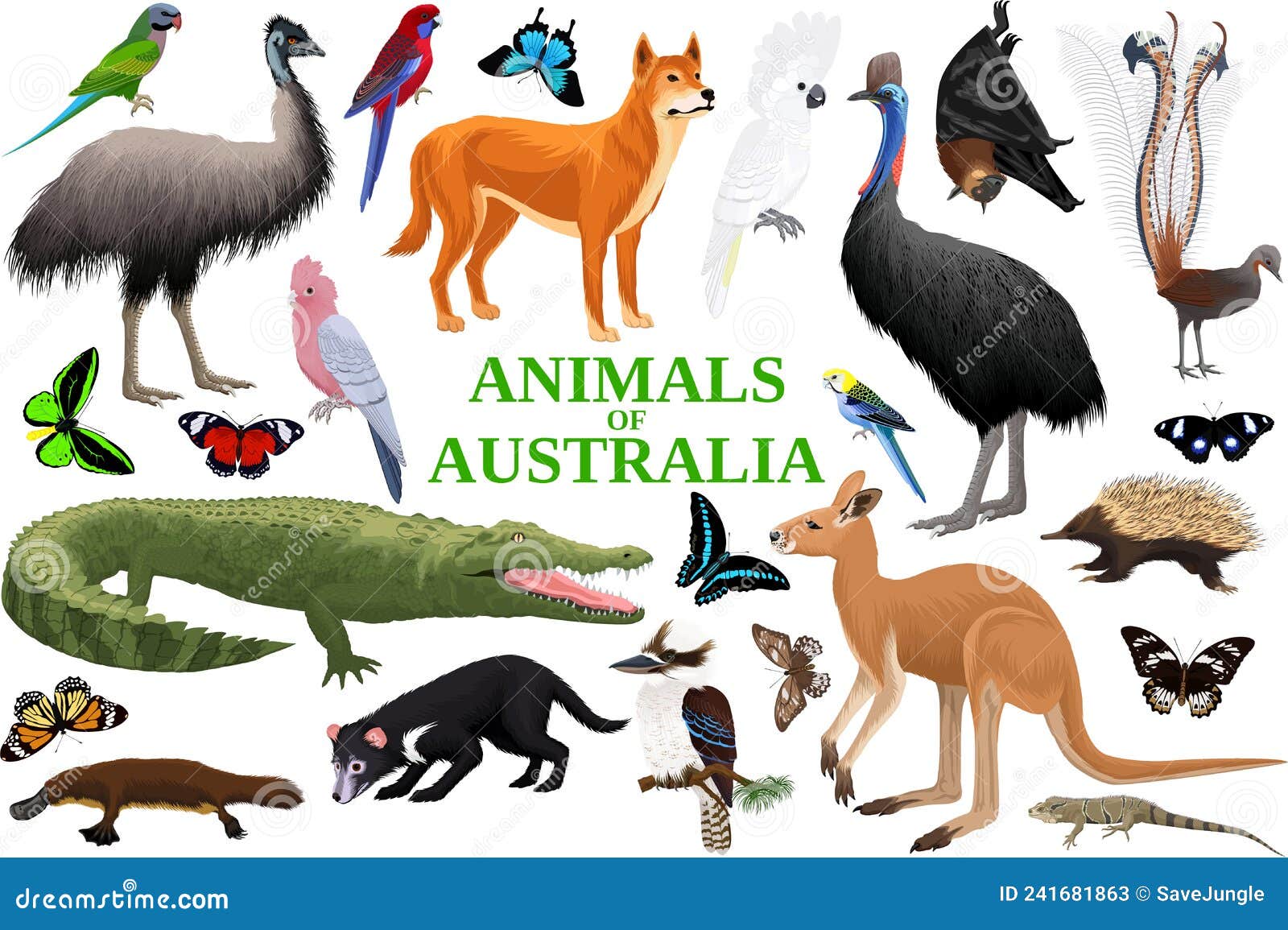 Conjunto Vectorial Aves De Australia Reptiles Insectos Y Reptiles. Stock ilustración - Ilustración loro, desaparecido: 241681863