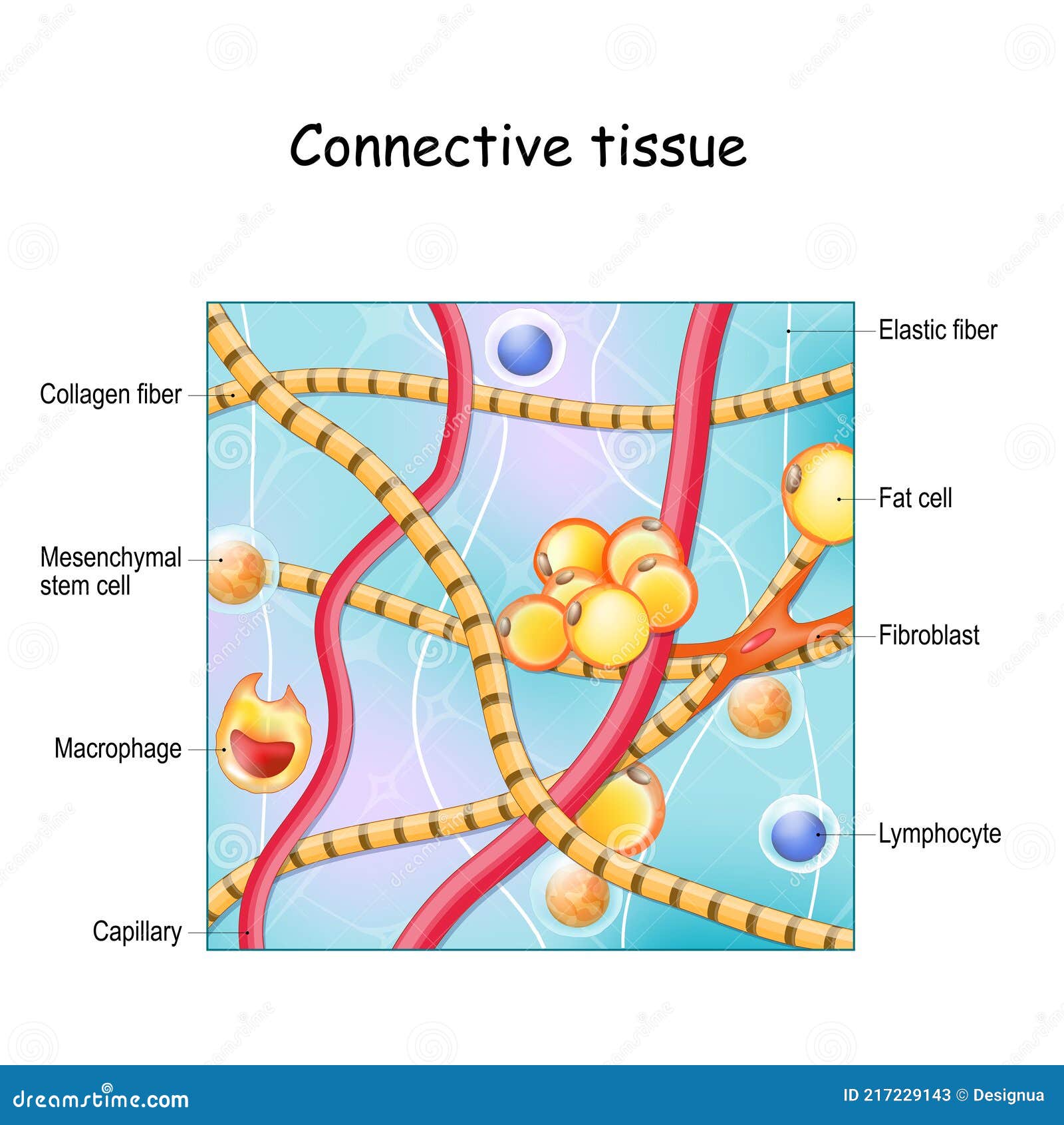 connective tissue labeled