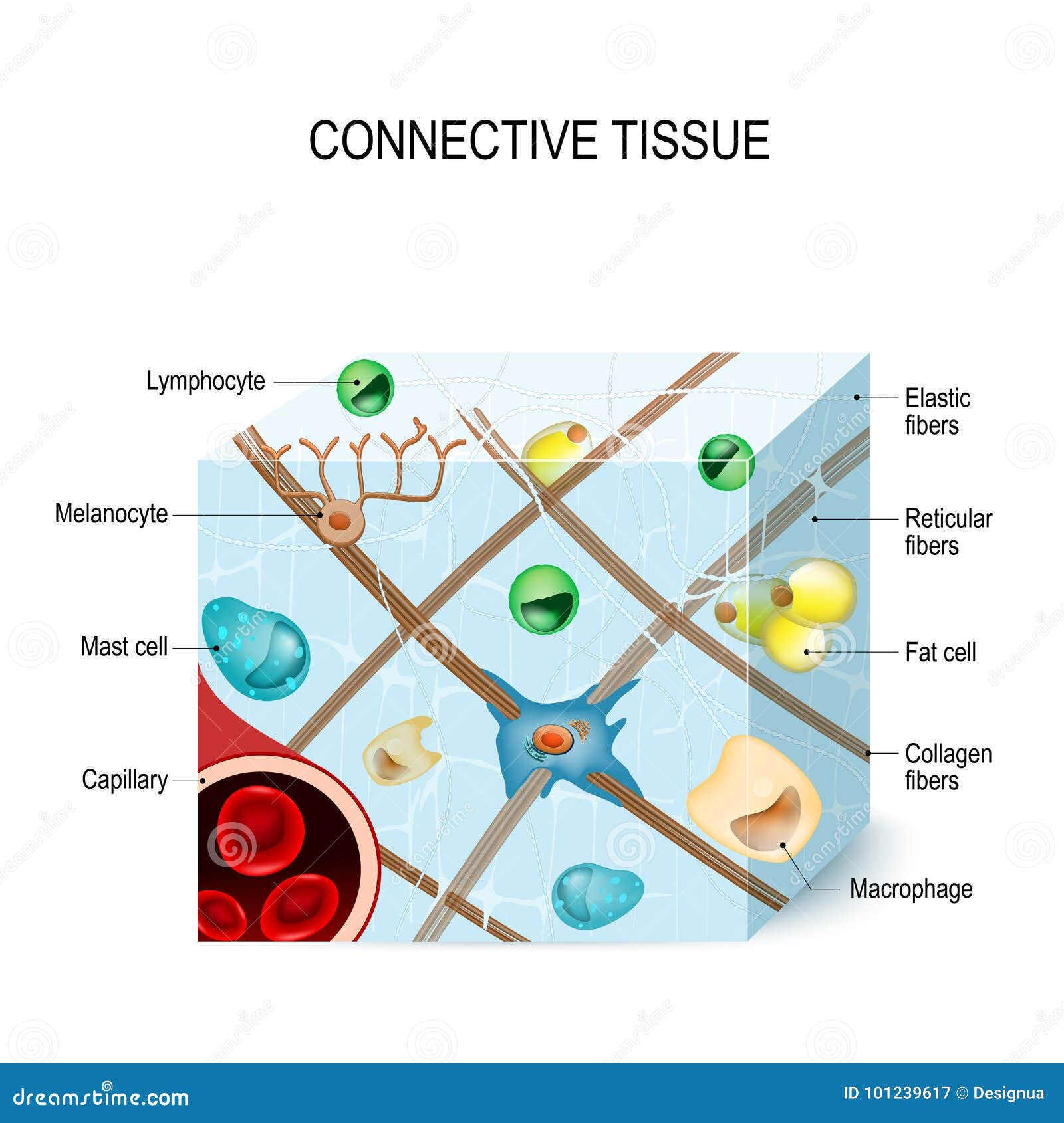 Connective tissue stock vector. Illustration of healthcare 101239617