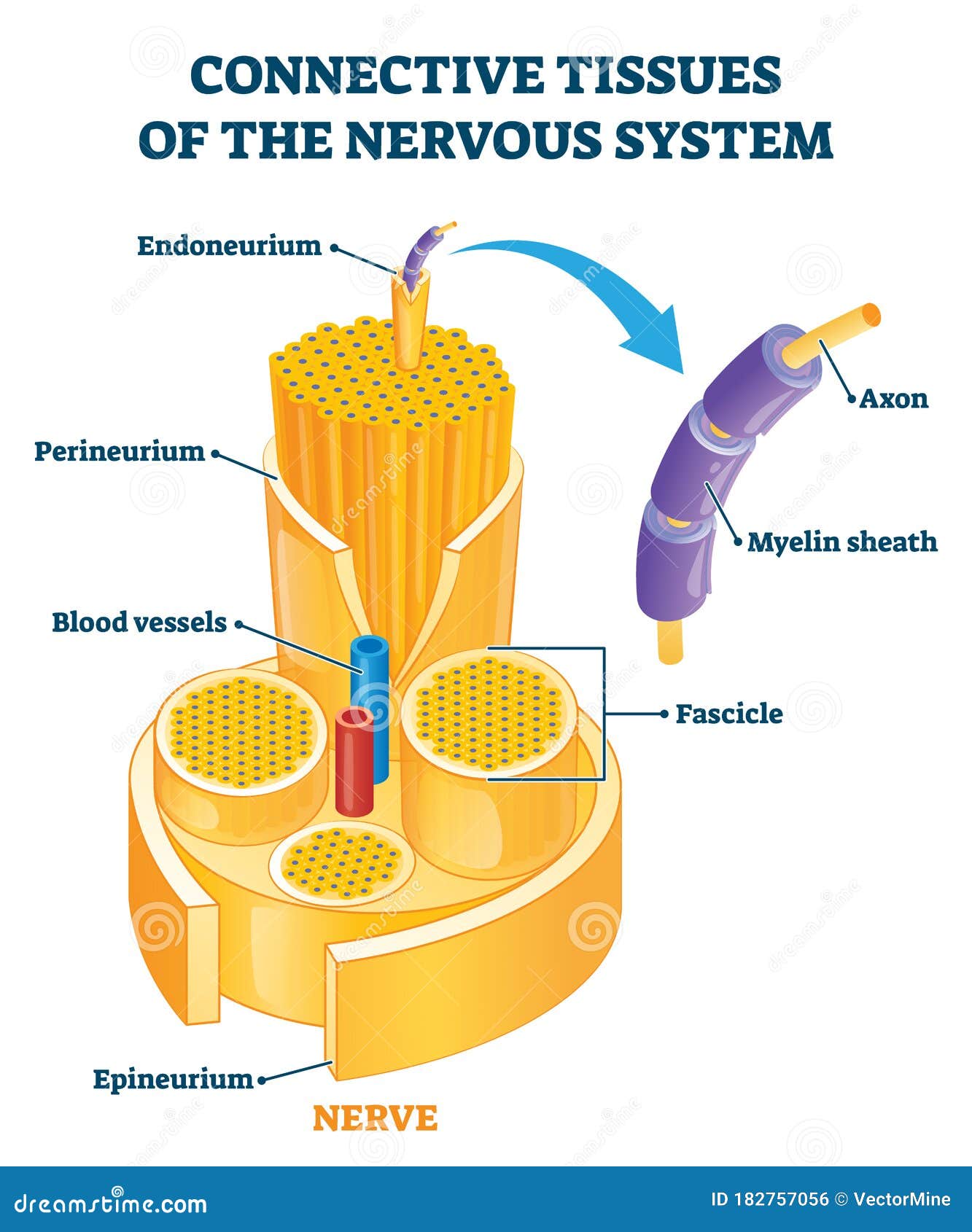 connective tissues of the nervous system educational  .
