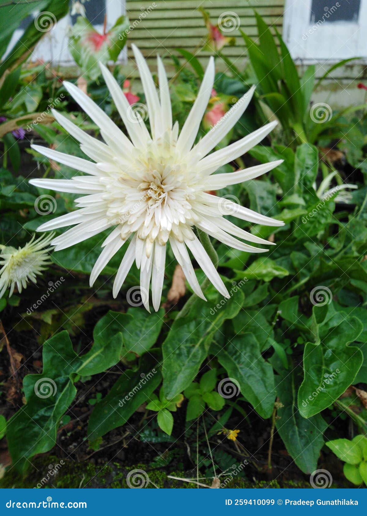 Connell S Dahlias Tahoma Thrill Stock Image Image of herb, green