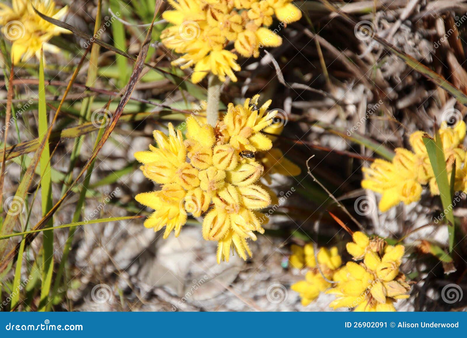 Conostylus Cotton Head Wild Flowers Stock Image Image of cotton