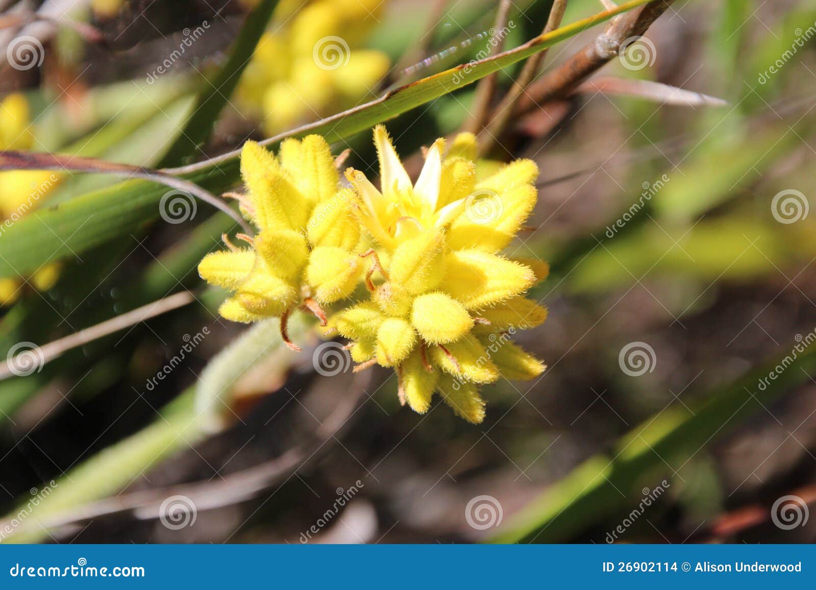 Conostylus Cotton Head Wild Flowers Stock Photo Image of australia