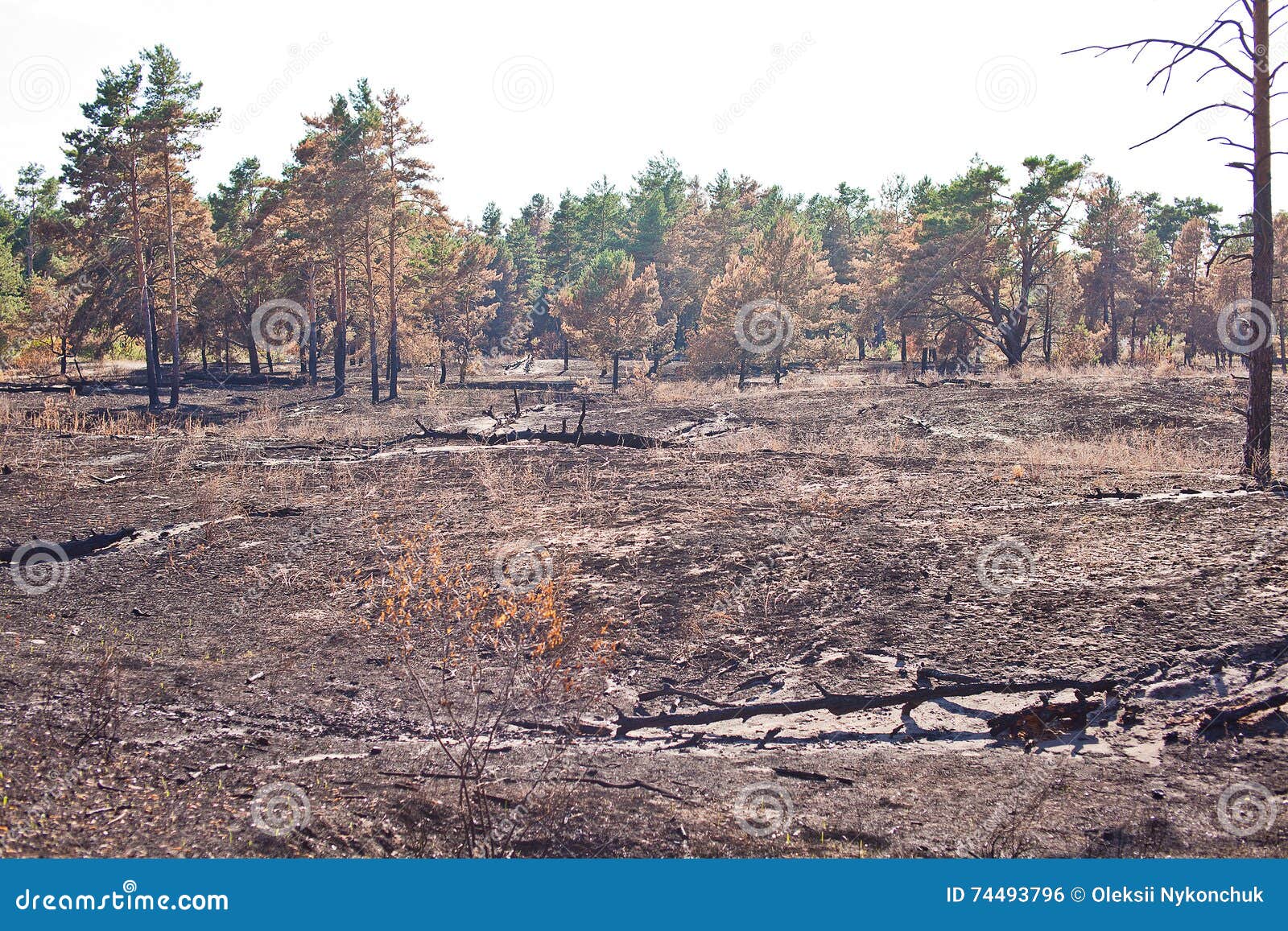 Consequences of Grassroots Wildfire in the Pine Forest Stock Photo