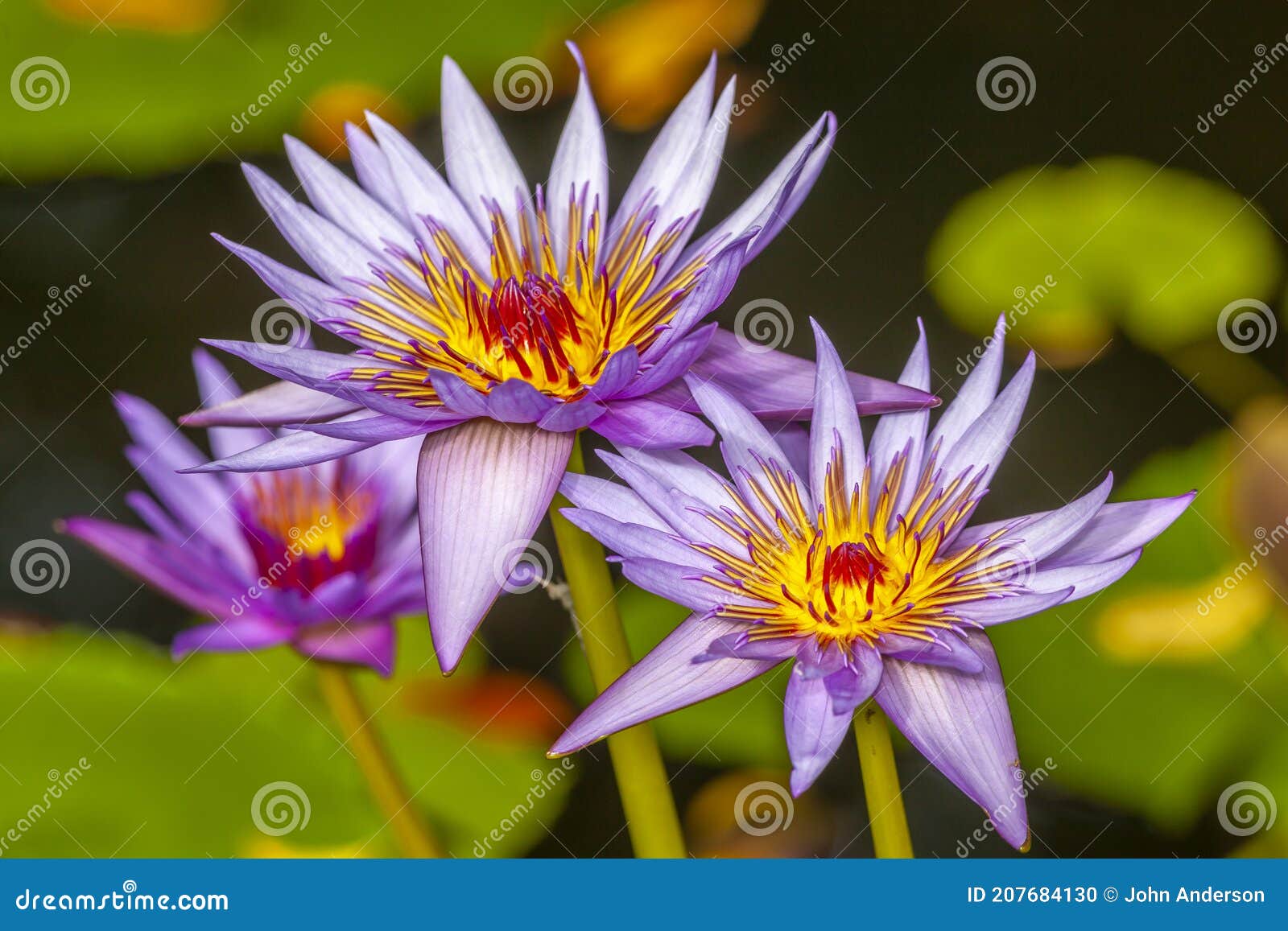 Conservatory Garden in Summer with Lotus Flower Stock Photo Image of