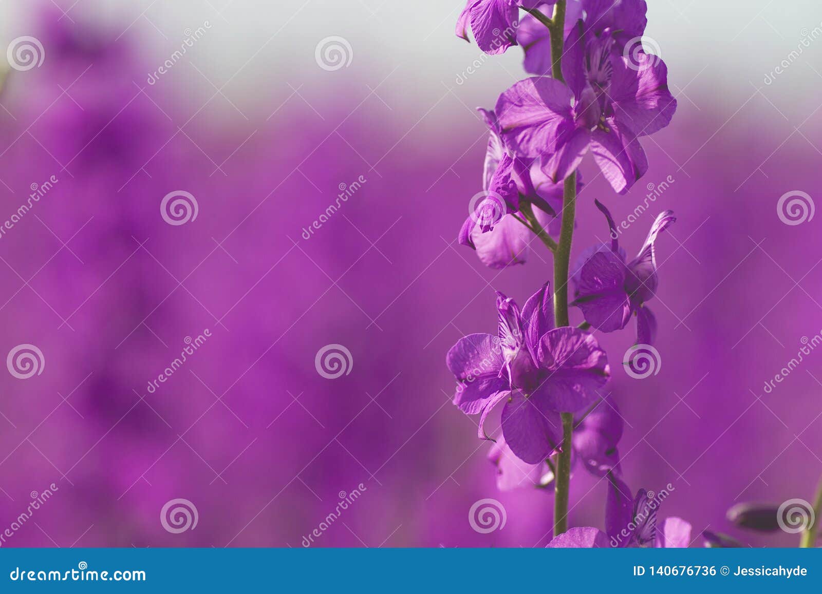 consolida ajacis pink flowers close up