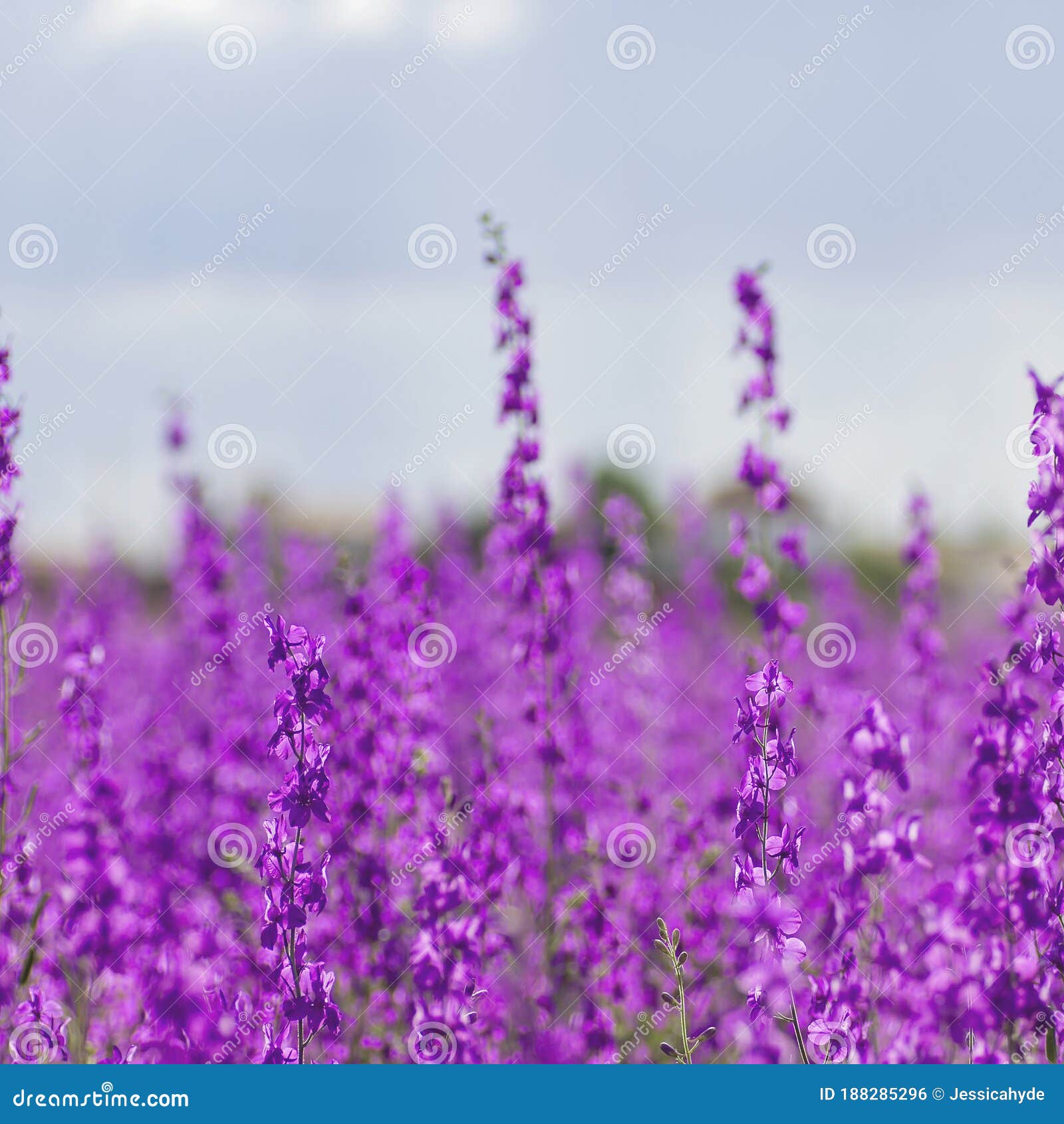 consolida ajacis wild purple flowers