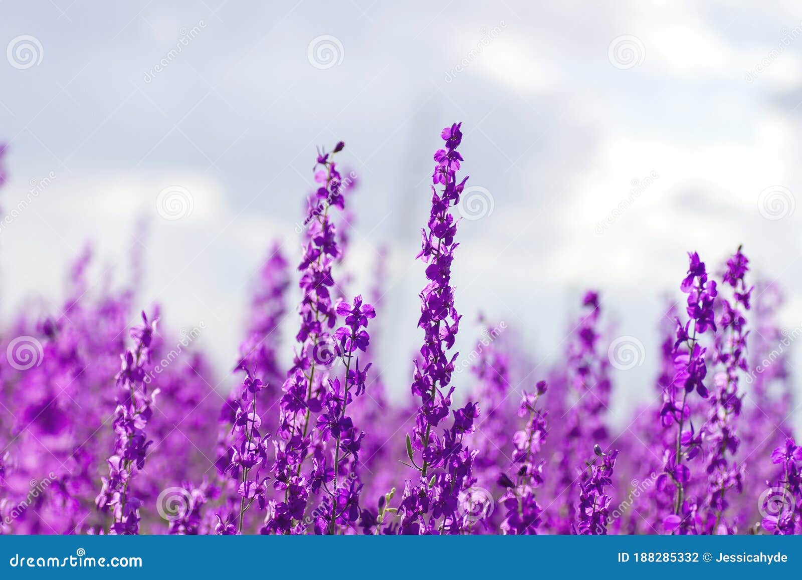 consolida ajacis wild purple flowers