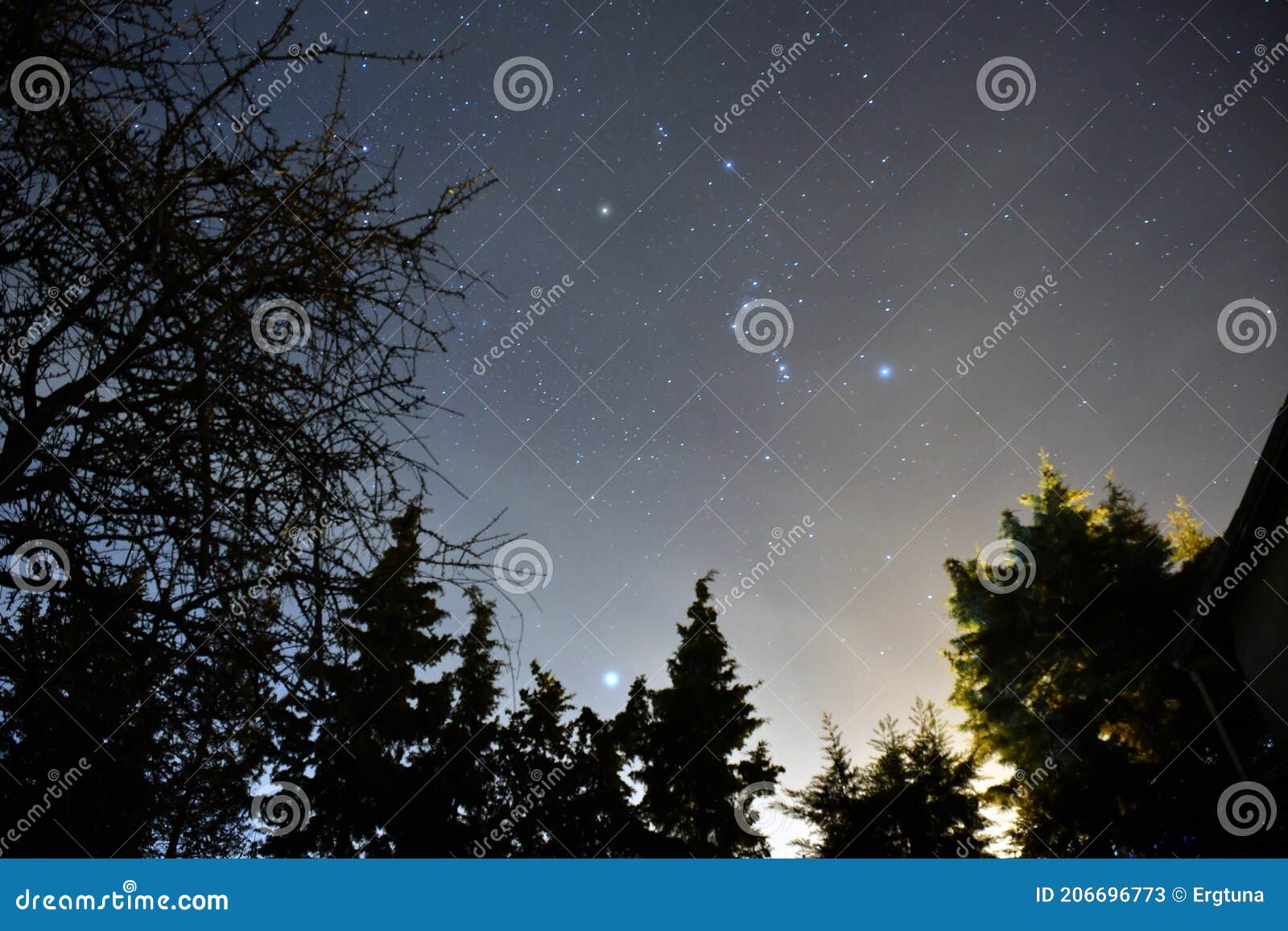 the constellation of orion and the trees
