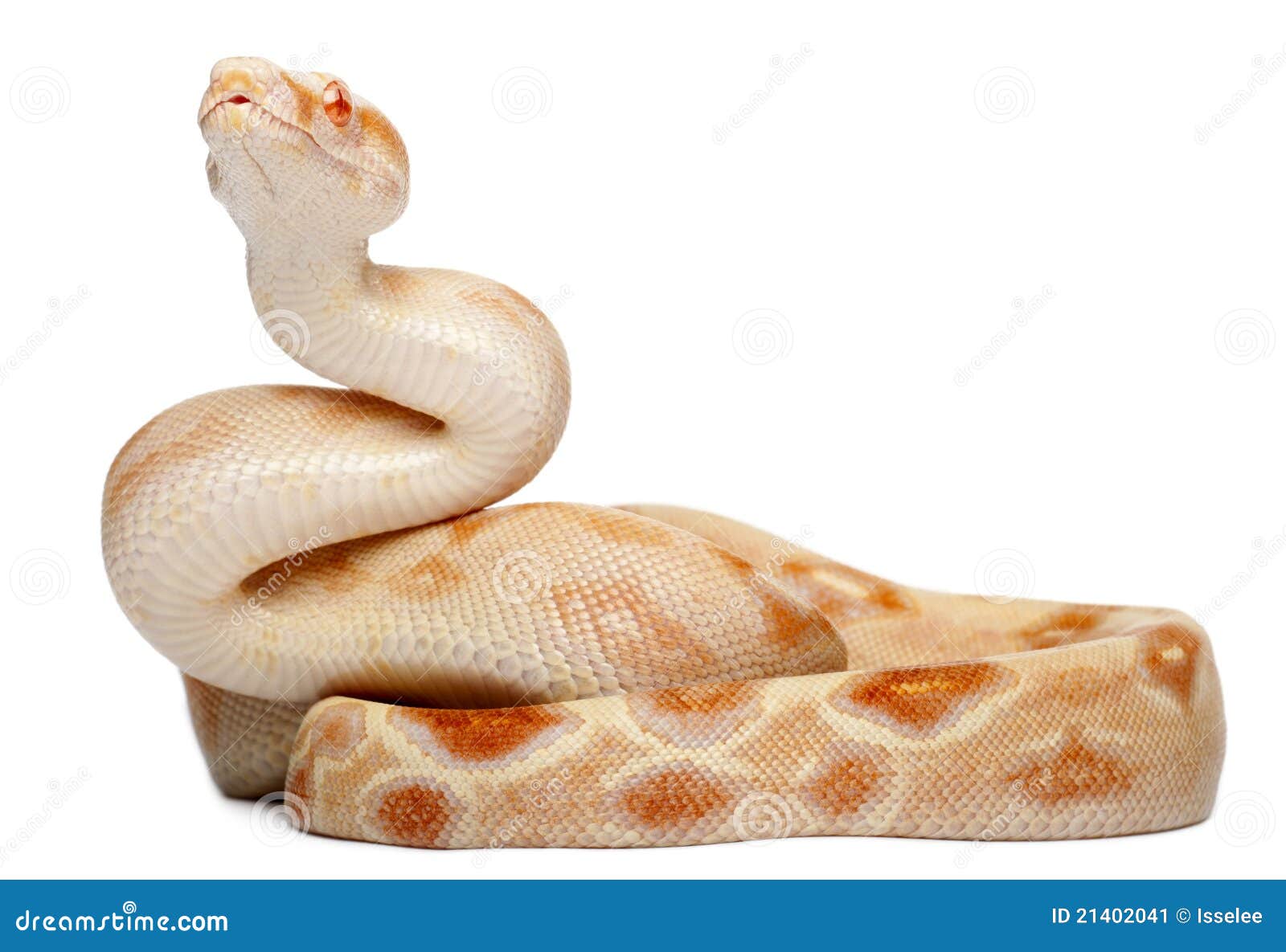 Boa Albinos Sur Le Fond Noir Photo stock - Image du herpétologie