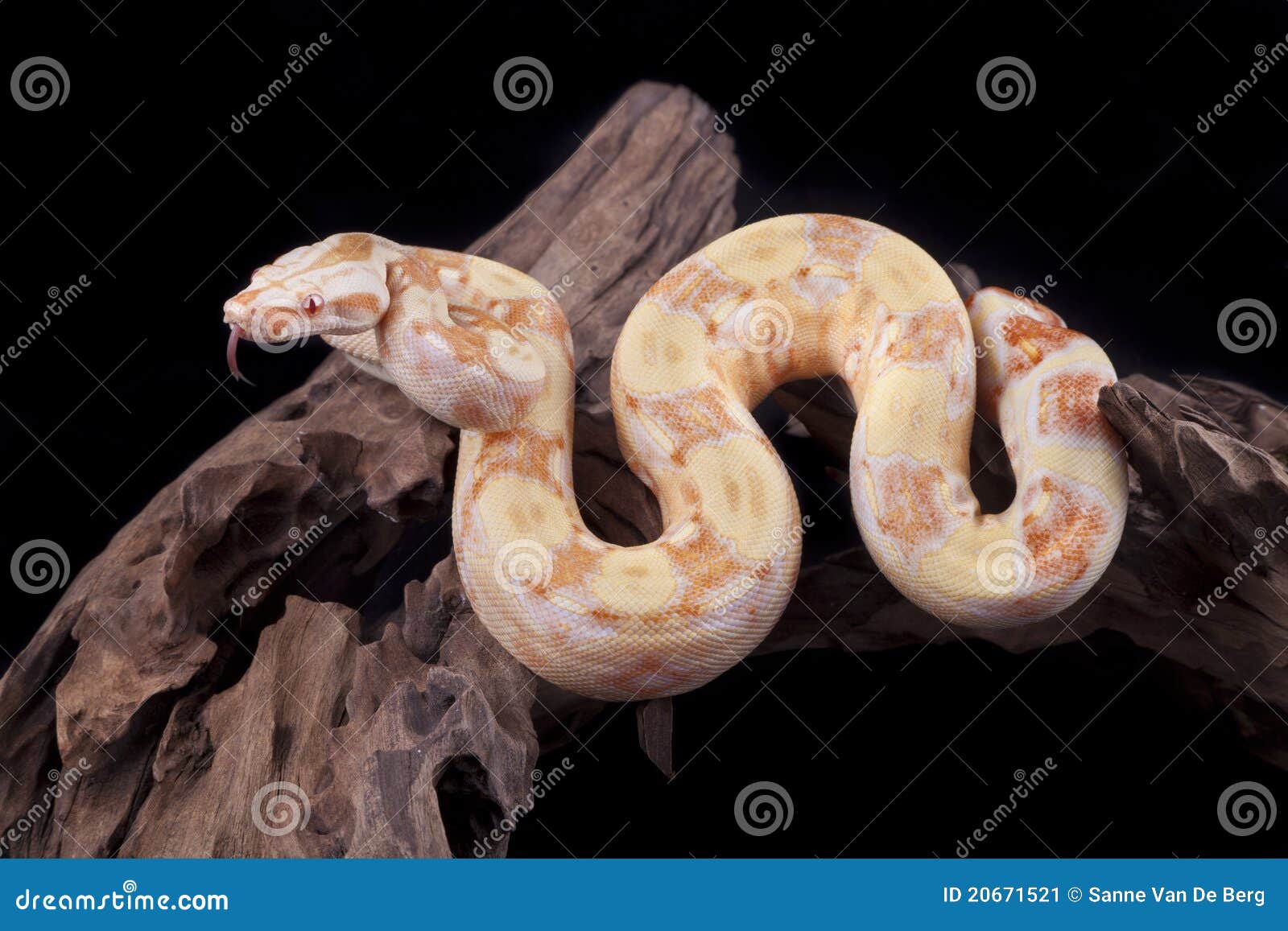 Boa Albinos Sur Le Fond Noir Photo stock - Image du herpétologie