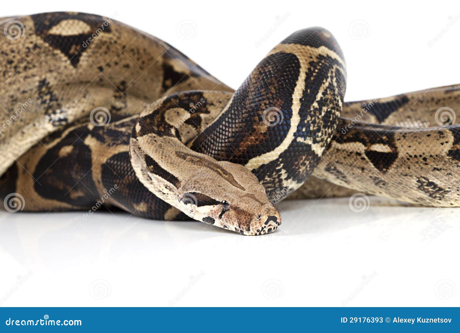 Constrictor Van De Boa Slang Stock Afbeelding Image of slang