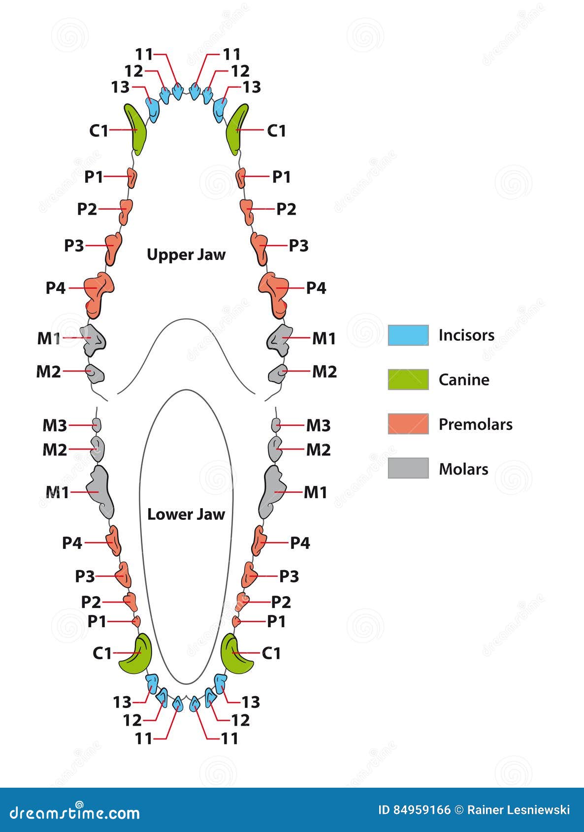 Dog Dental Formula Chart