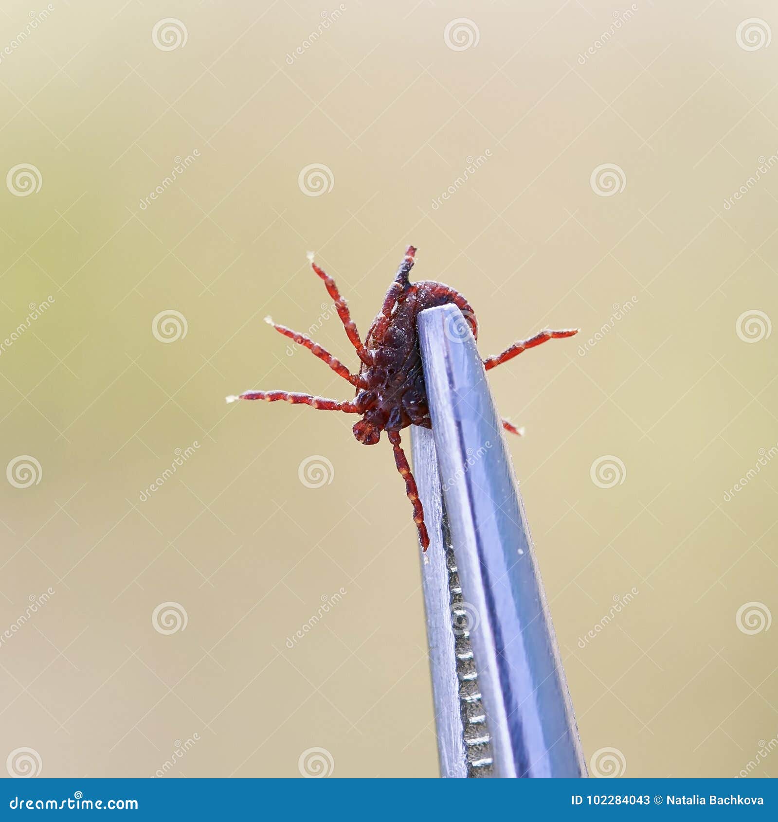 Harmful Contagious Insect Mite in Metallic Medical Forceps Stock Image