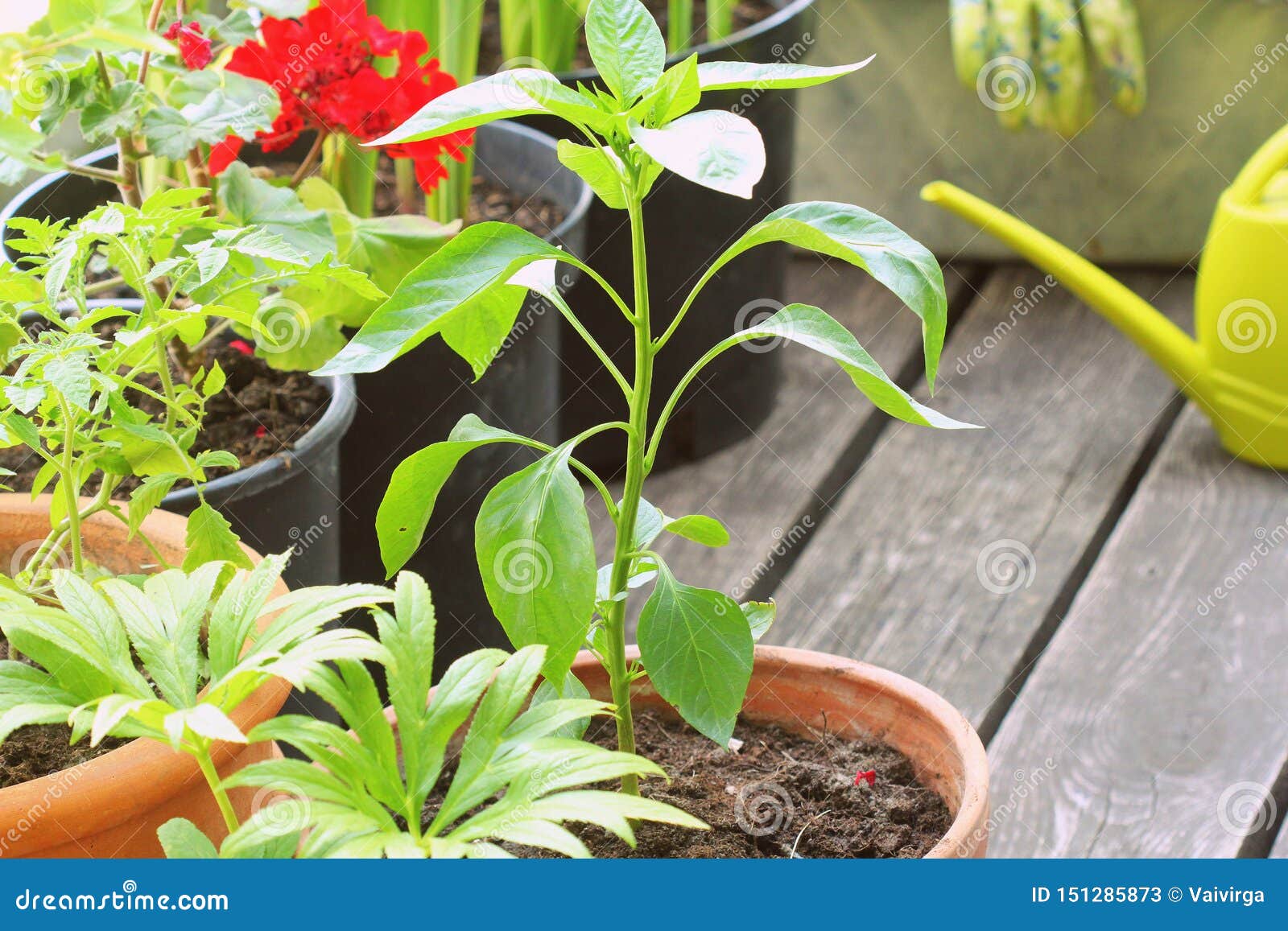 Container Vegetables Gardening Vegetable Garden On A Terrace