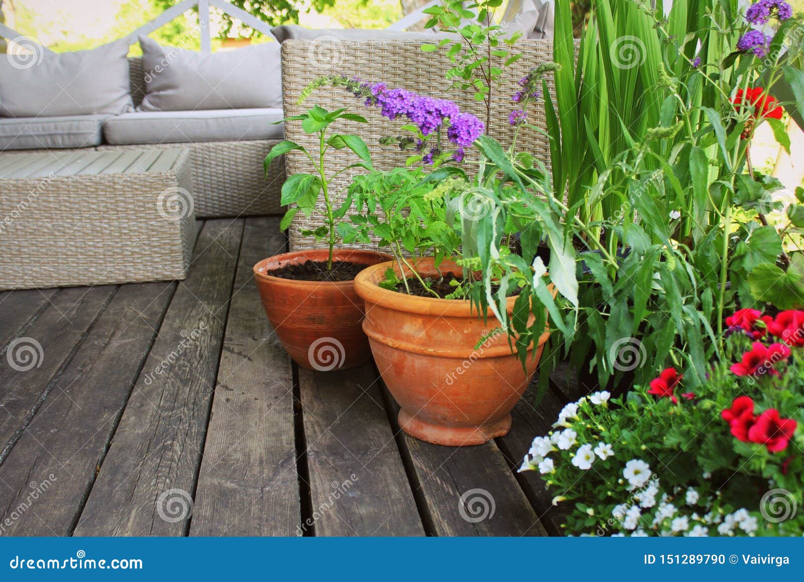 Gesprekelijk Menda City Wet en regelgeving Containergroenten Het Tuinieren Moestuin Op Een Terras Bloem, Tomaten Die  in Container Groeien Stock Foto - Image of leven, balkon: 151289790