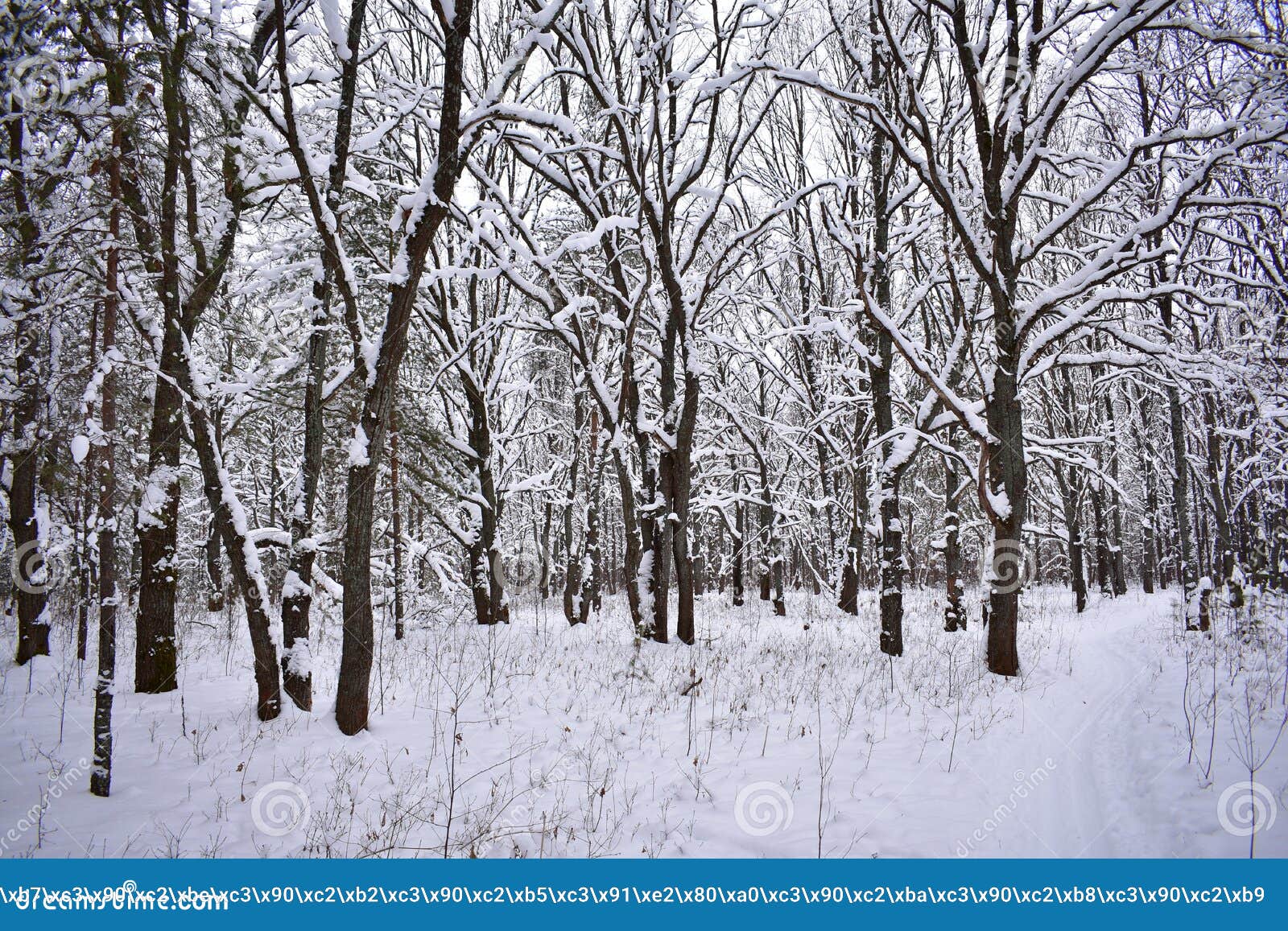 the contemplation of amazing winter forest gives a sensation of cheerfulness and fullness of life