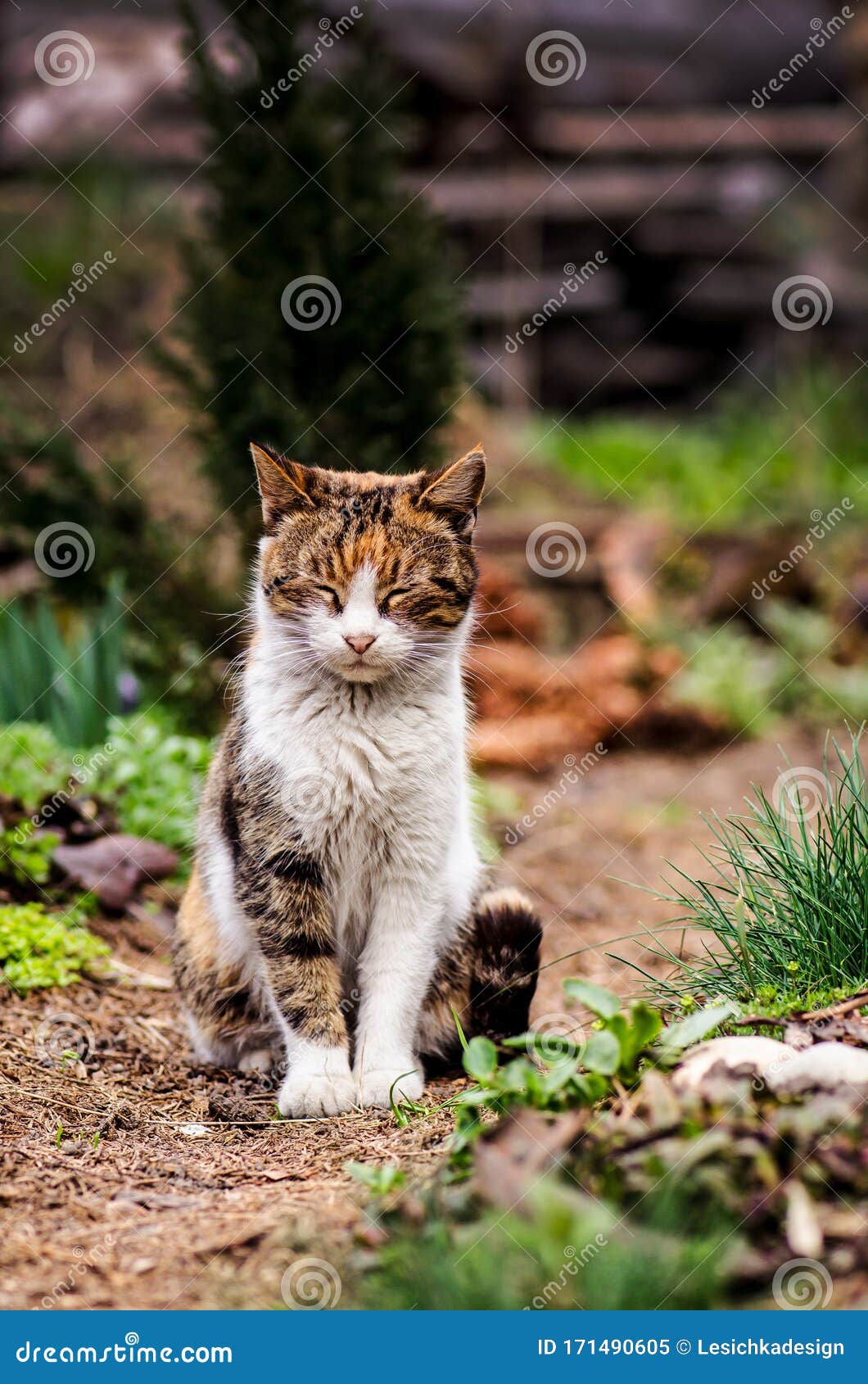 Beautiful Cat Portrait in Nature. Cat Sitting in Flowers Stock ...