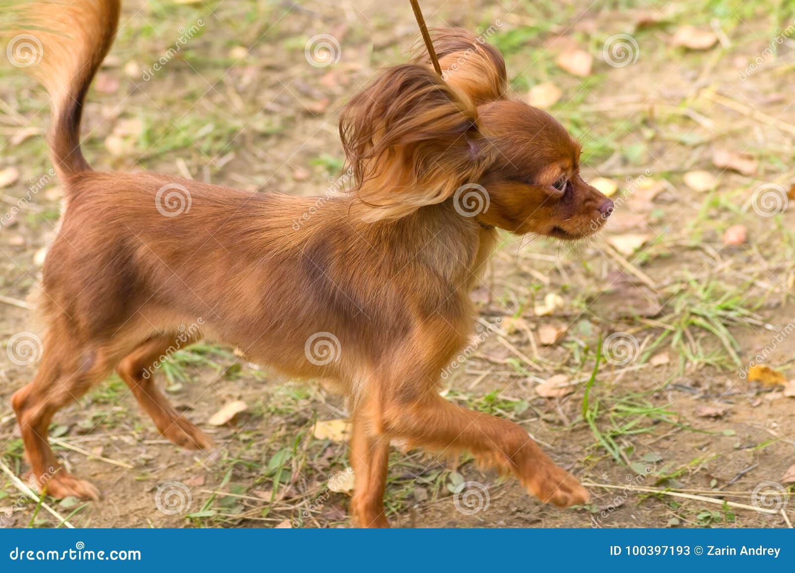 Continental Toy Spaniel Papillon Stock Image Image Of Funny Brown 100397193