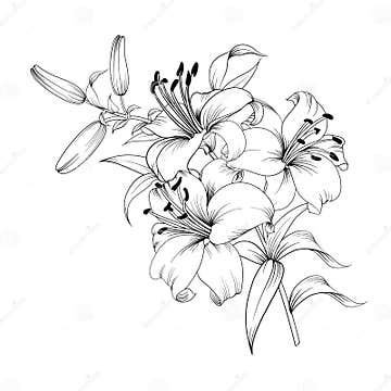 White lily flower. stock vector. Illustration of anniversary - 113208010