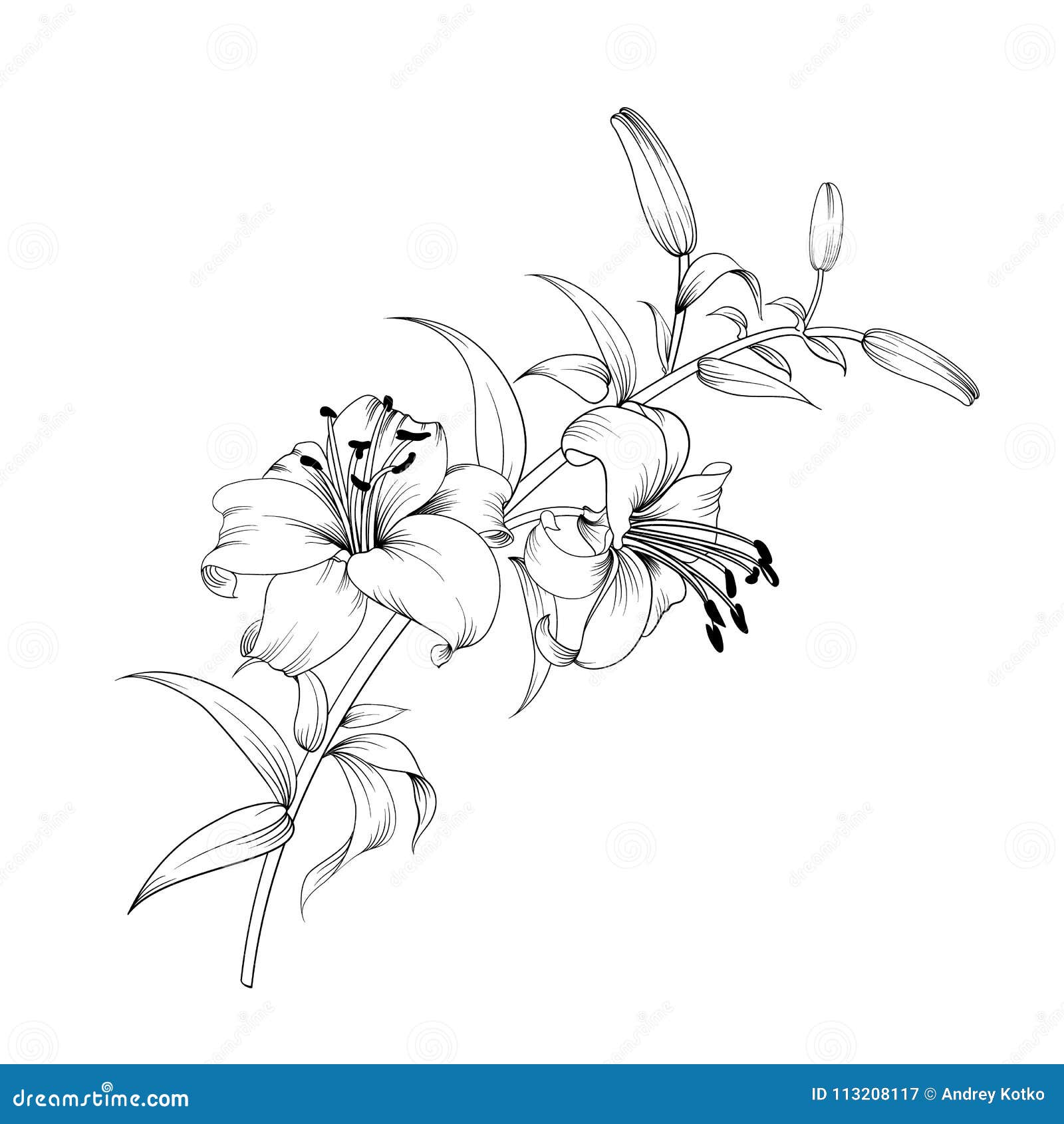 White lily flower. stock vector. Illustration of happy - 113208117