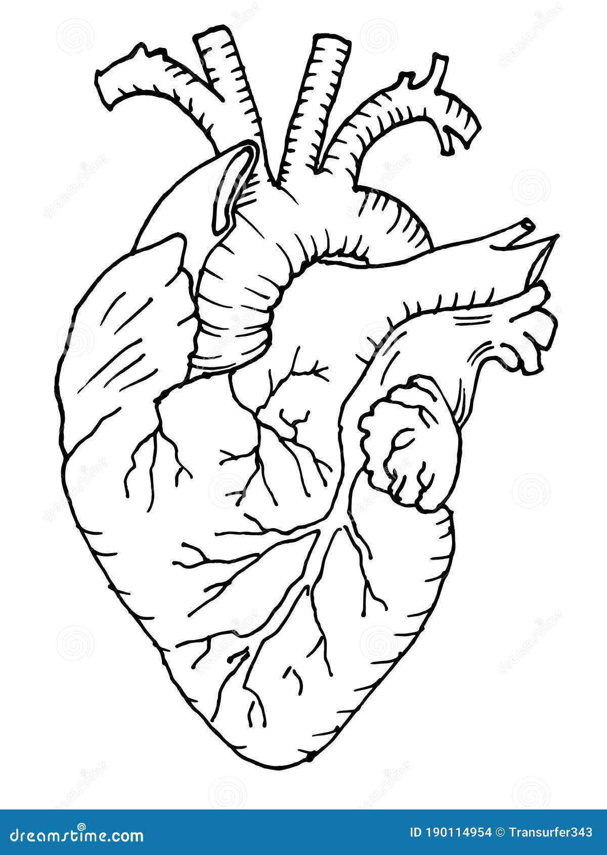 human heart sketch by vegetarules101 on DeviantArt-saigonsouth.com.vn
