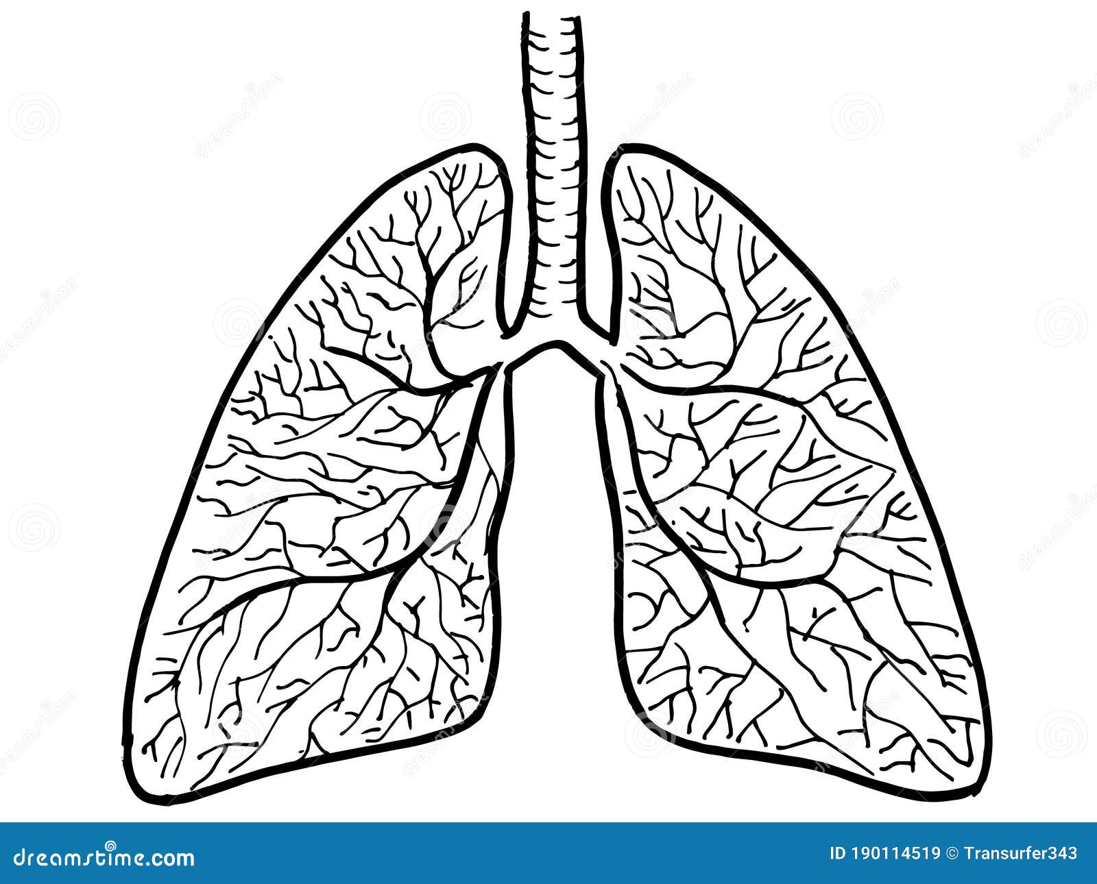 Lungs Sketch Illustration 39982679  Megapixl