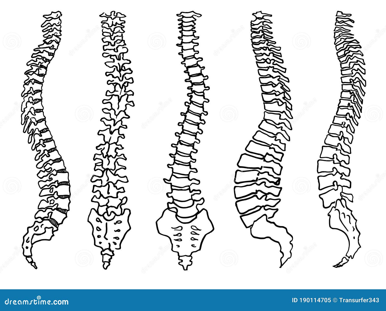 Human Spine Drawn By Lines On Stock Vector Royalty Free 1731910819   Shutterstock