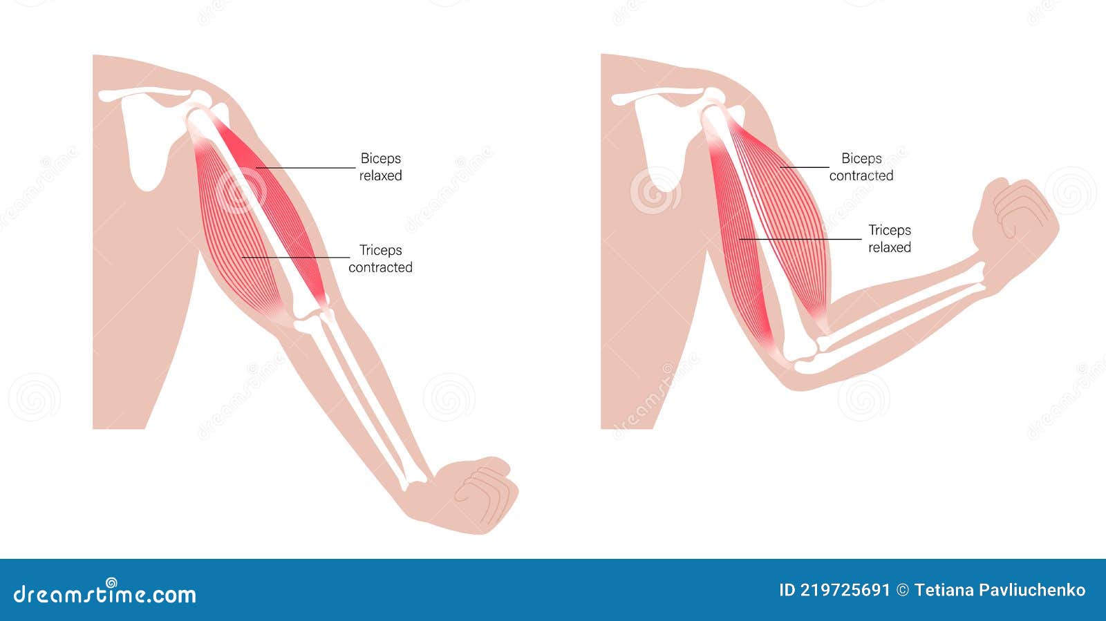 Biceps and triceps anatomy stock vector. Illustration of biology - 219725691