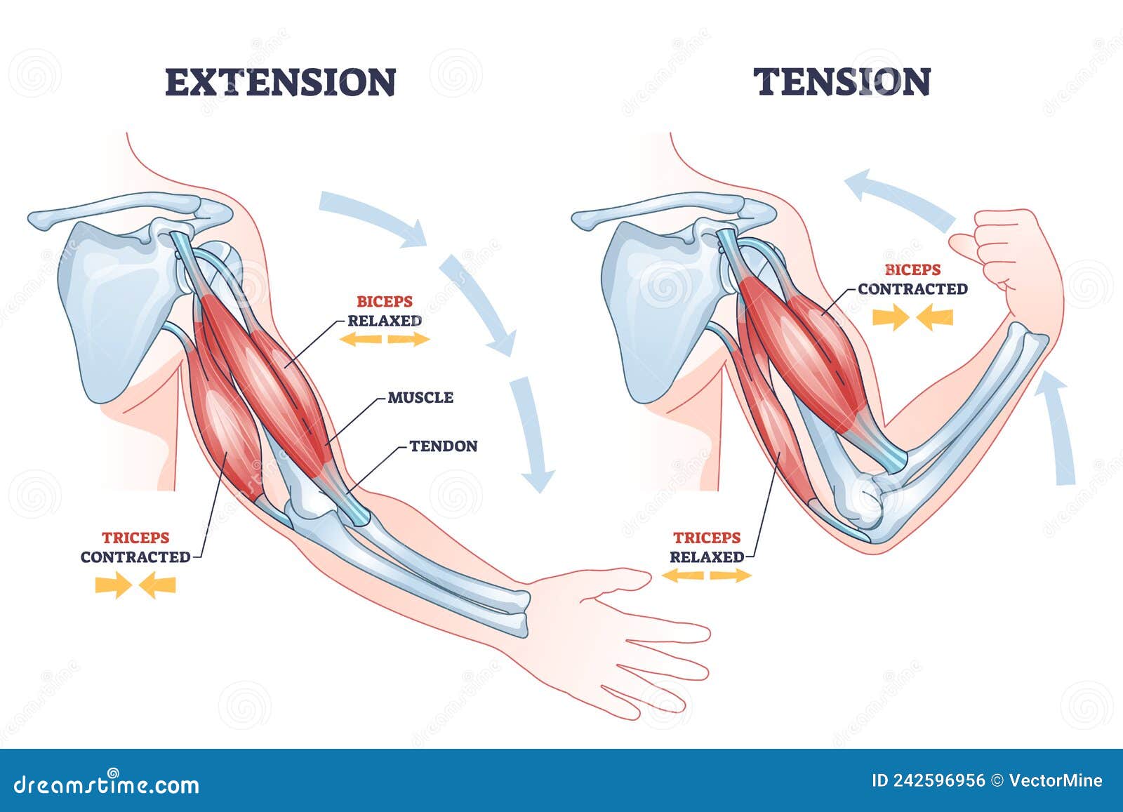 Biceps, Triceps Movement Of The Arm Stock Illustration Illustration Of  Contracted, Bodybuilding: 27882837