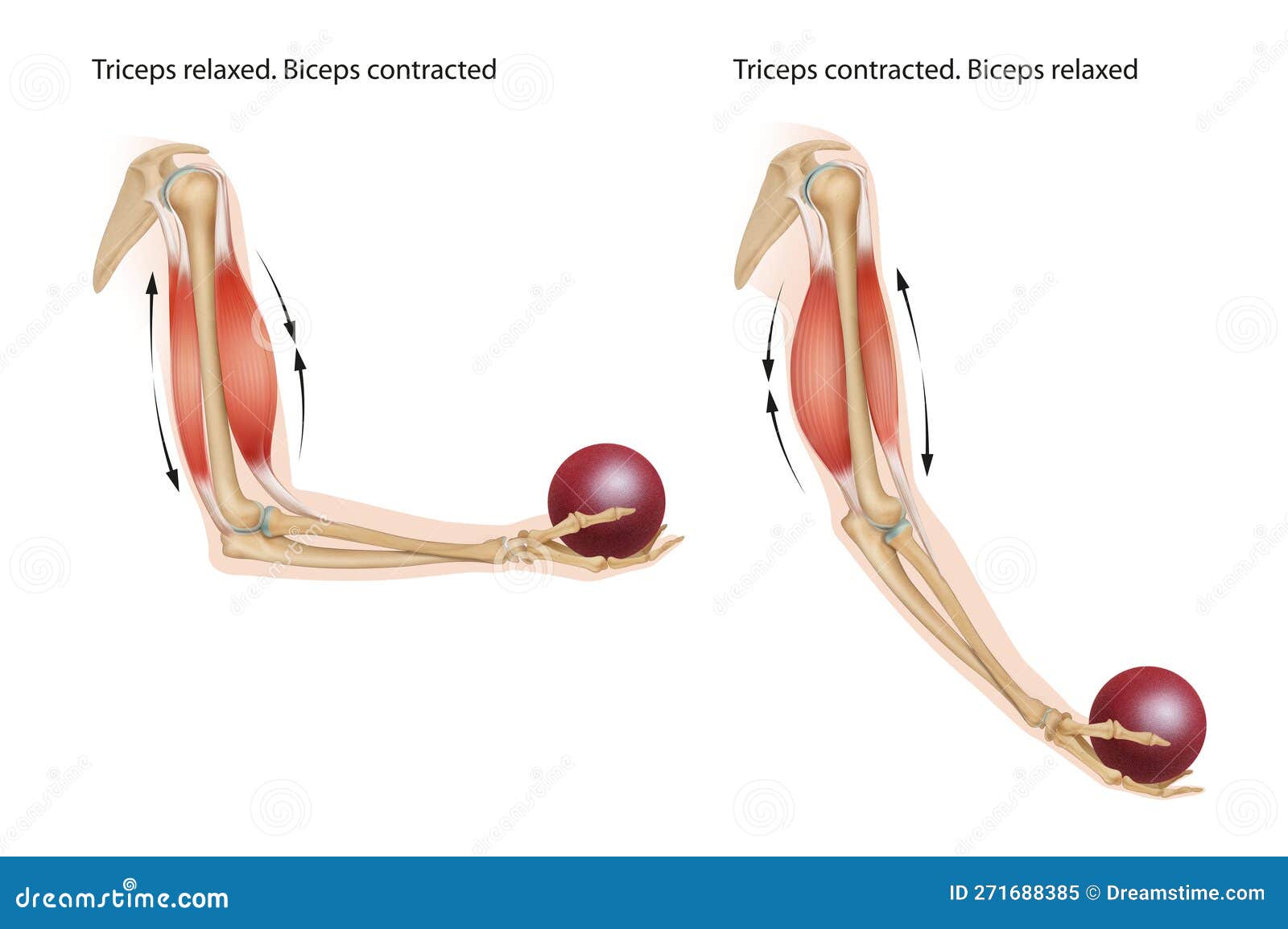 Contracting and Relaxing of Biceps and Triceps during Flexion and Extension  Stock Illustration - Illustration of function, antagonist: 271688385